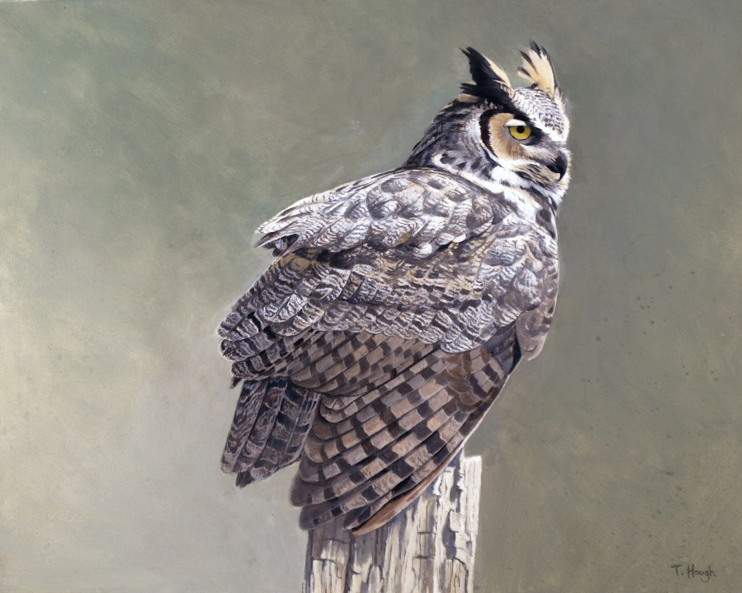 Great Horned Owl 1, oil on panel, 16" X 20"