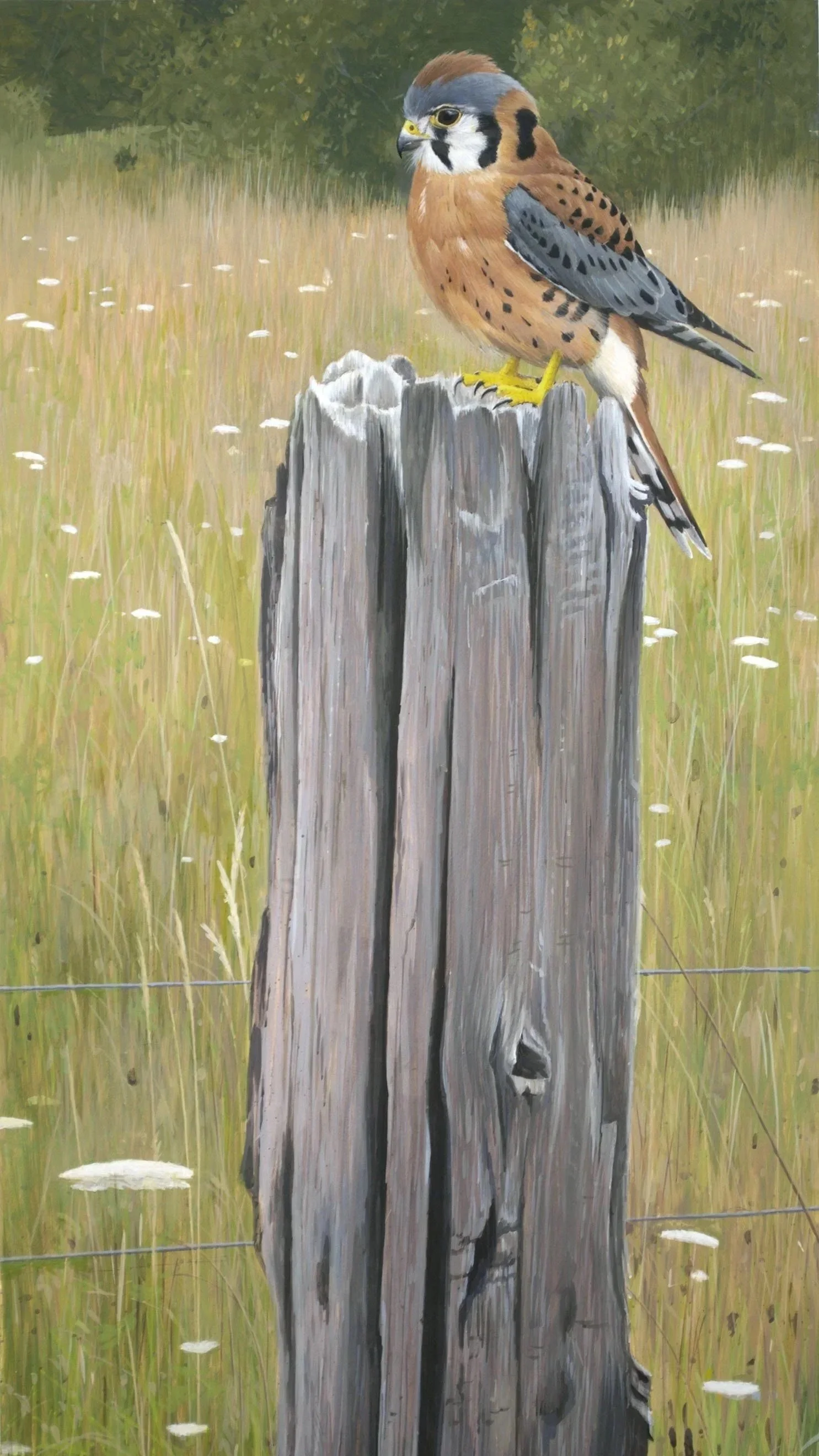 American Kestrel, tempera on board, 15" X 30"