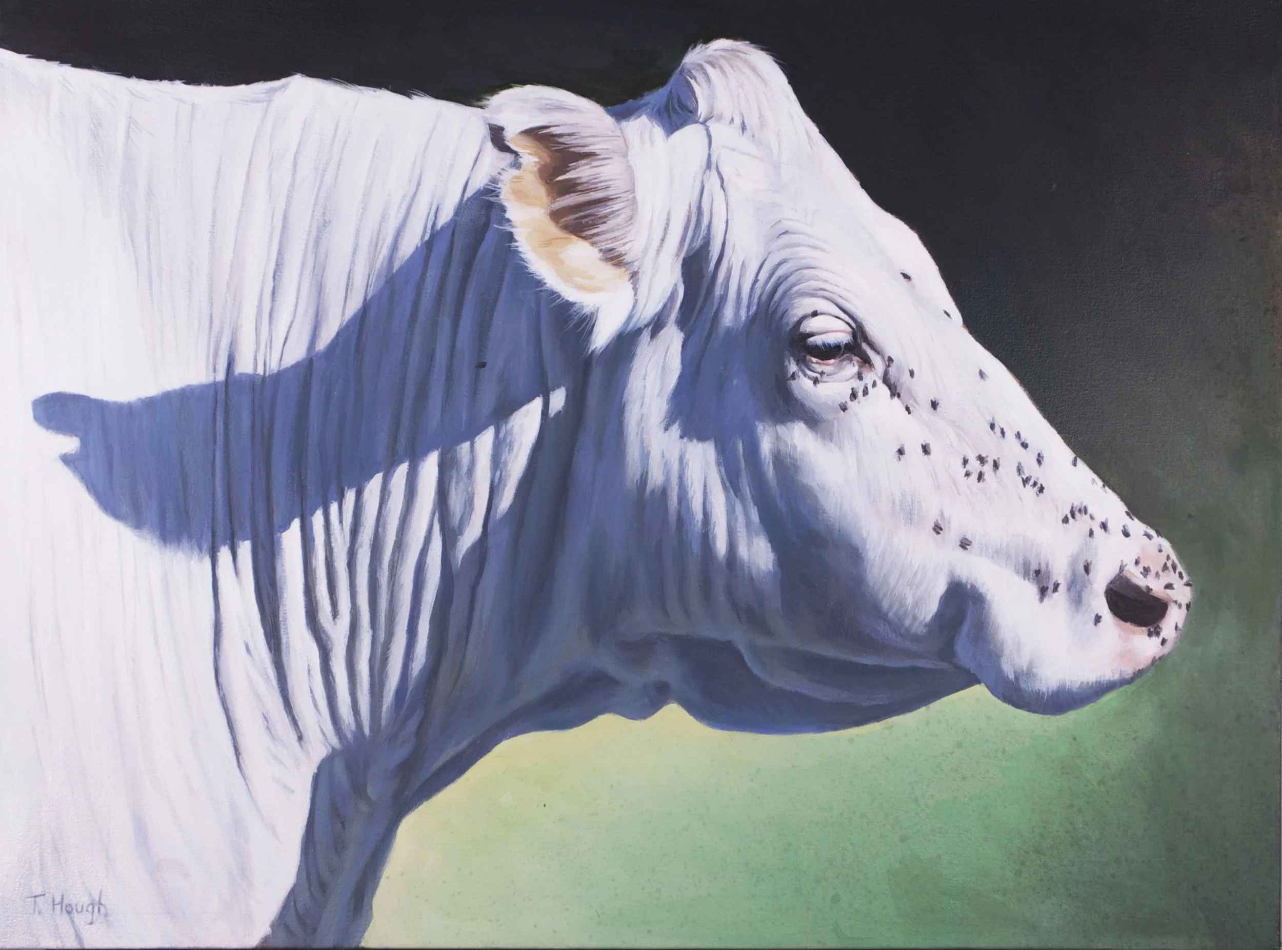 Charolais, oil on canvas, 18" X 24" Sold
