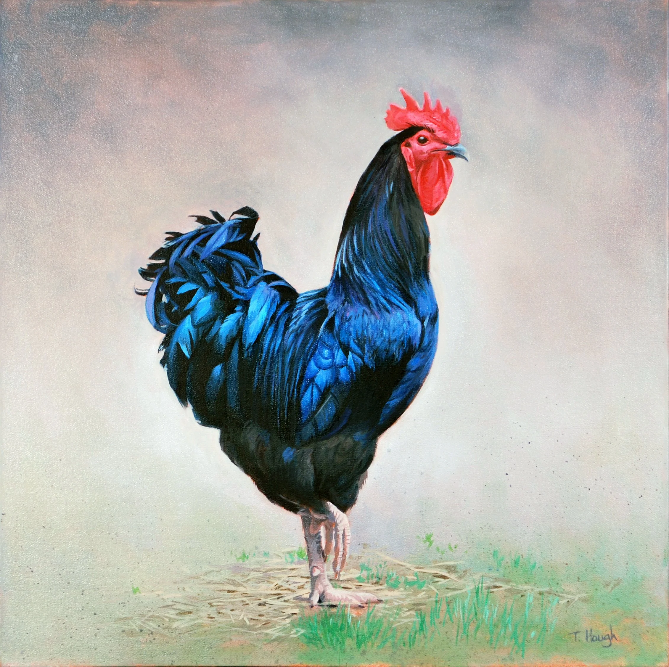 Gallo Nero, oil on canvas, 18" X 18" Sold