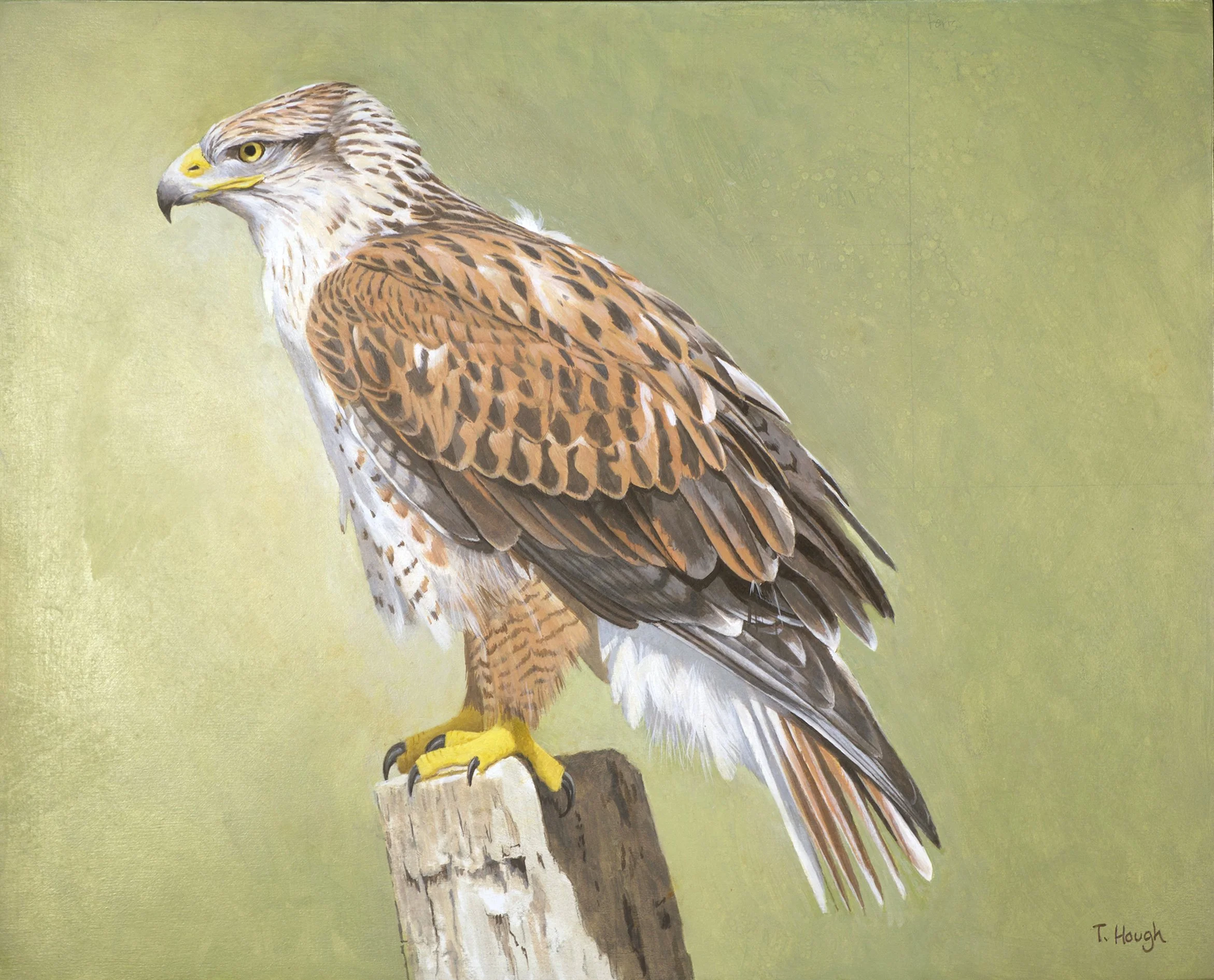 Ferruginous Hawk, oil on panel, 16" X 20"