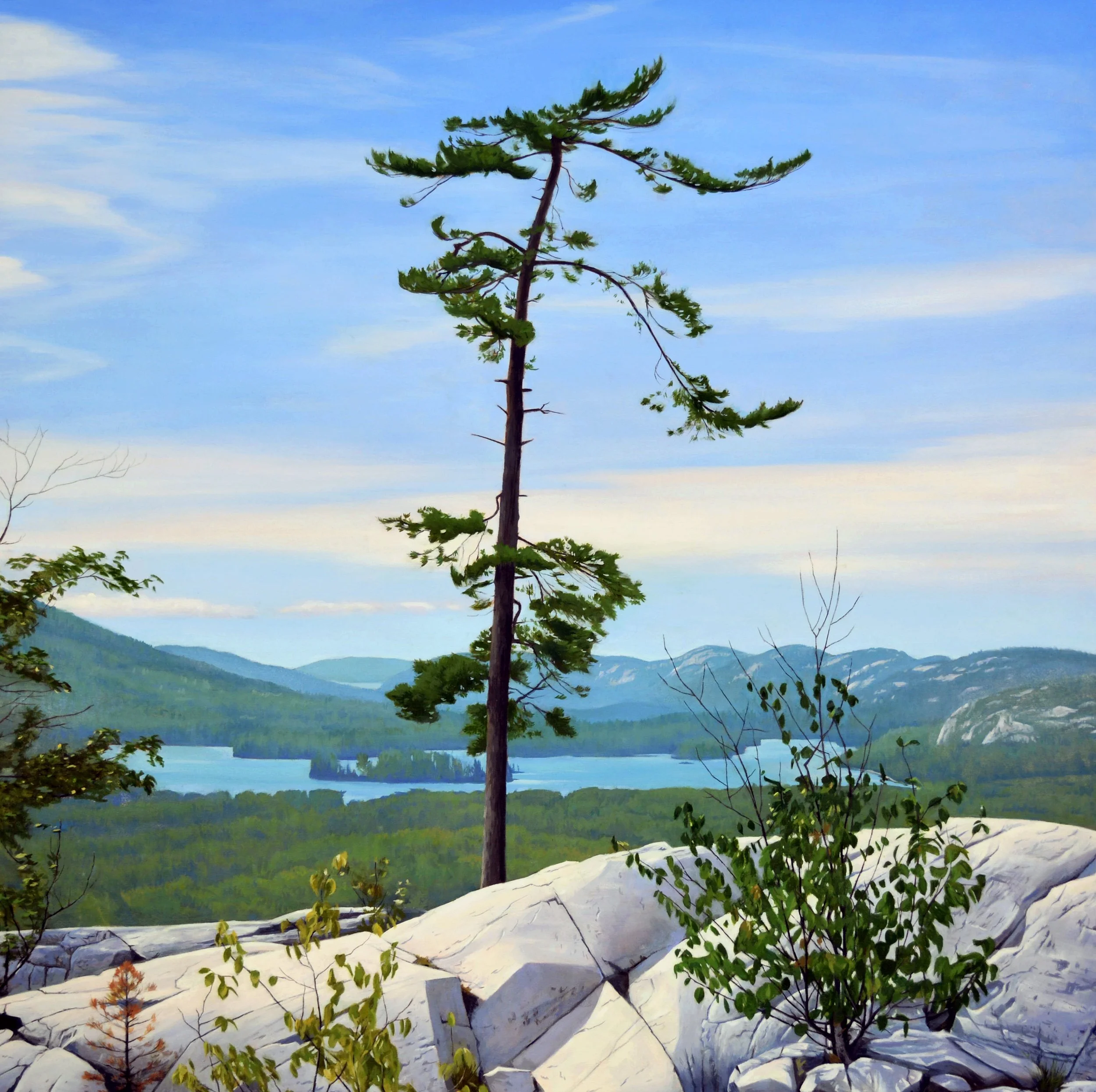 Lone Pine, Killarney, oil on canvas, 48" X 48" Sold