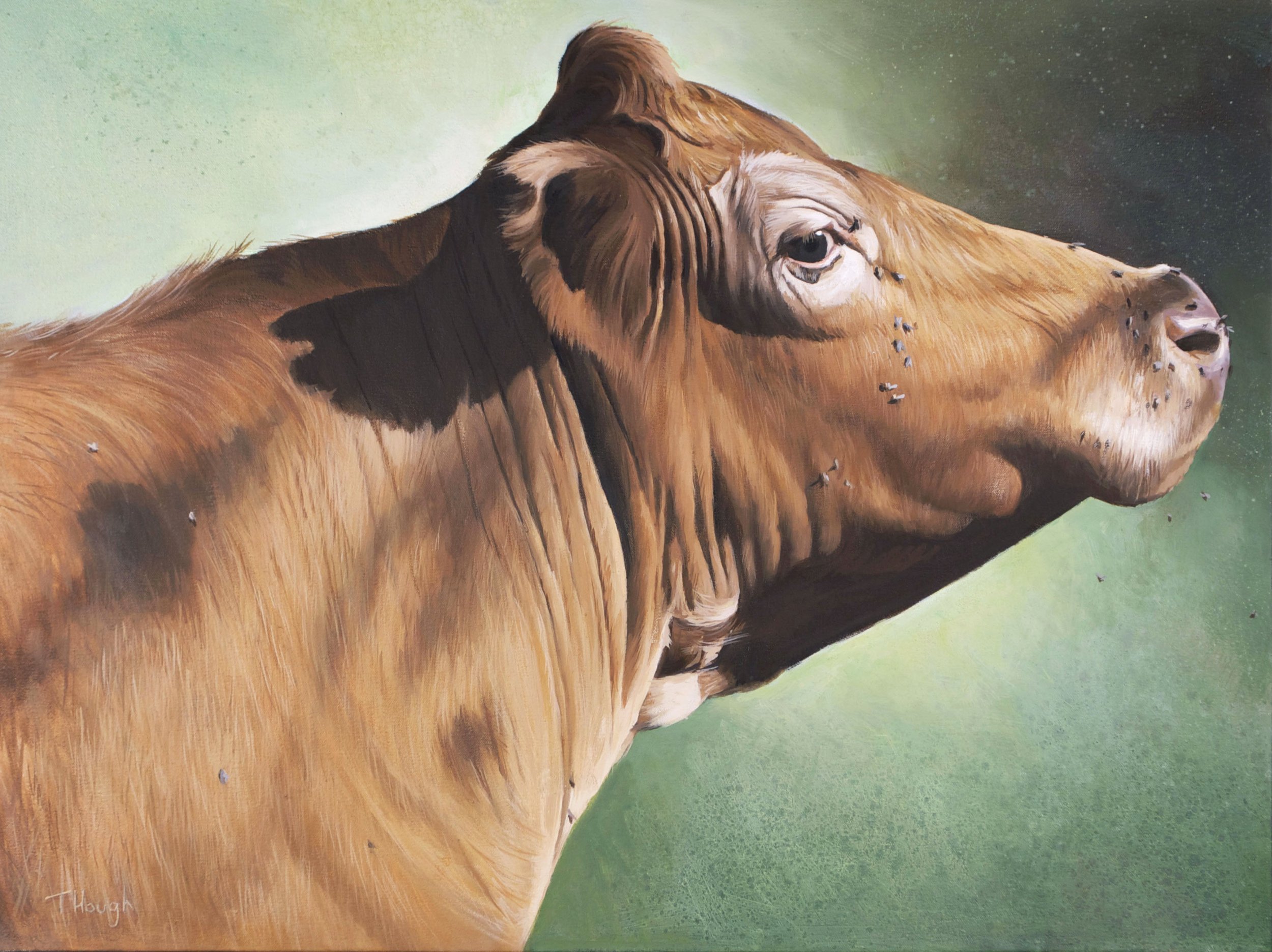 Cow, oil on canvas, 18" X 24" Sold