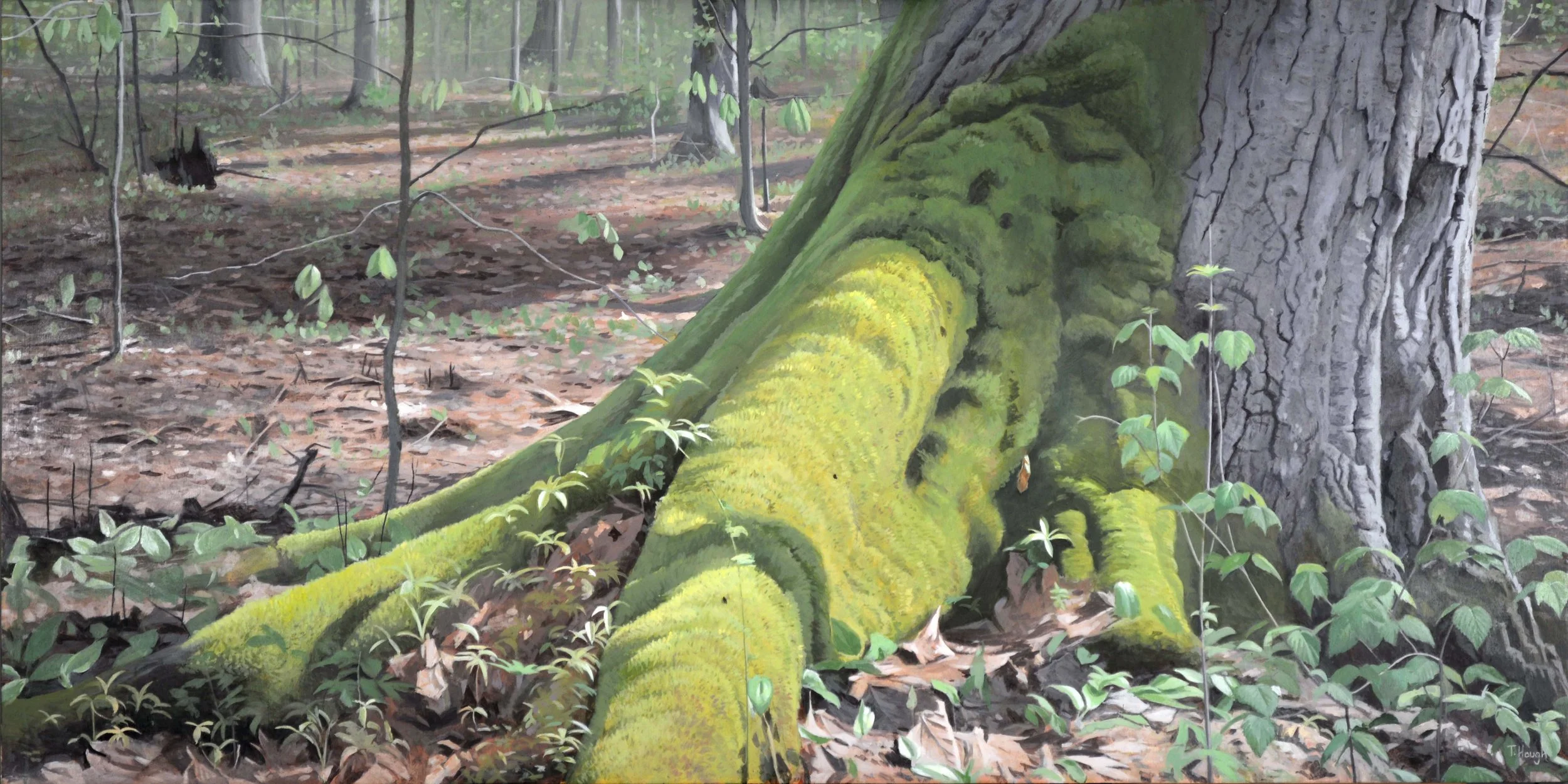 Silver Maple, oil on panel, 24" X 48"