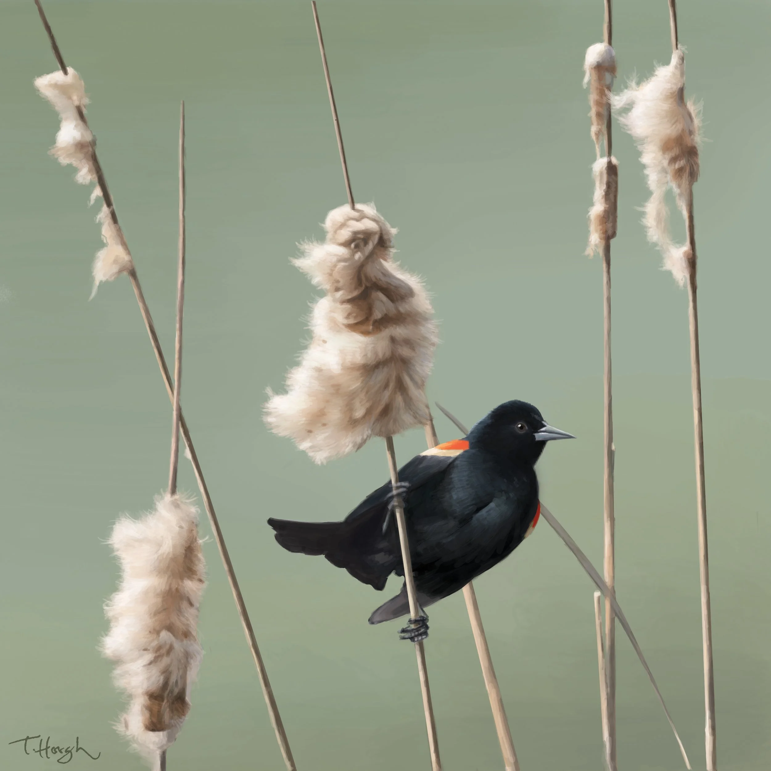 Red Winged Blackbird