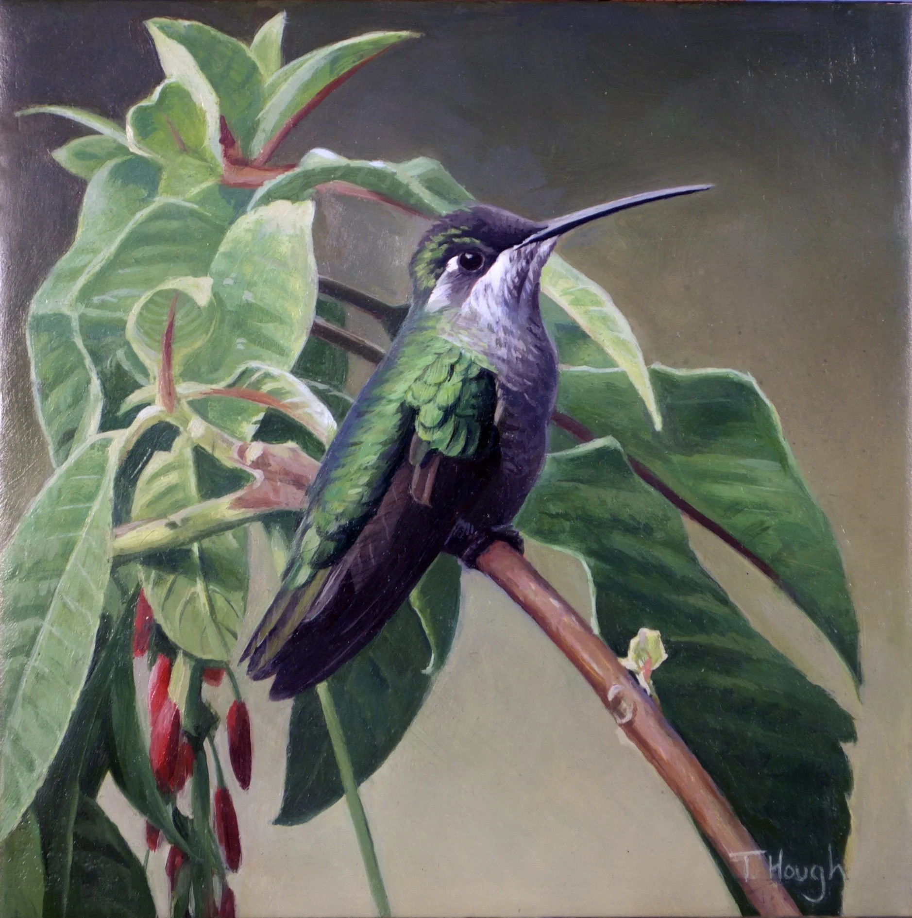 Magnificent Hummingbird, Female, oil on panel, 8" X 8", sold