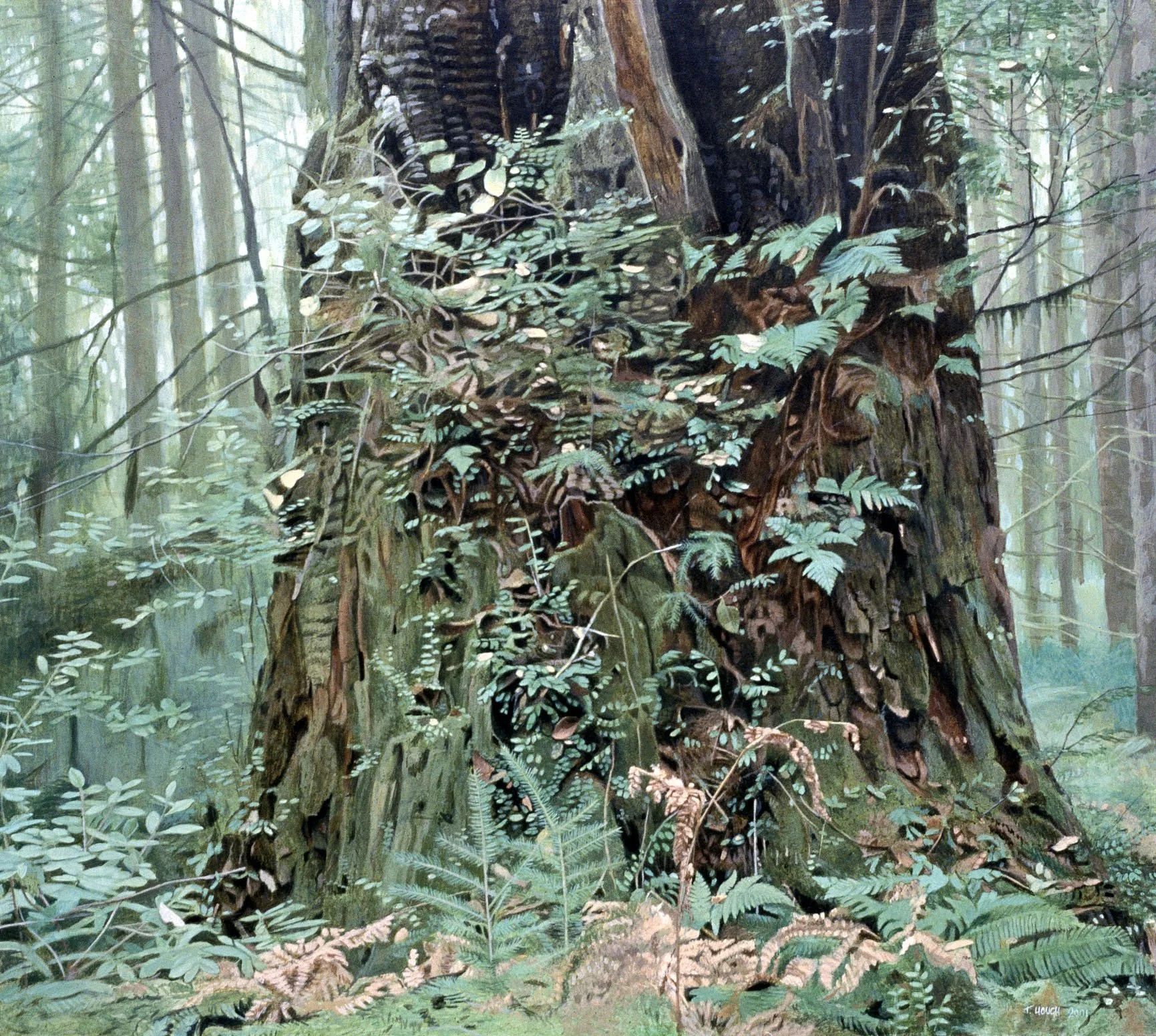 A detailed illustration of a large old-growth western red cedar tree with a thick, textured trunk covered in moss and ferns, set in a lush, dense forest with very tall trees and green foliage.