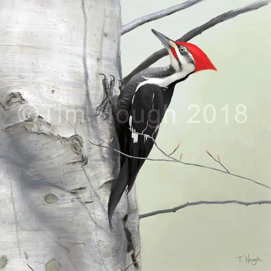 Pileated Woodpecker
