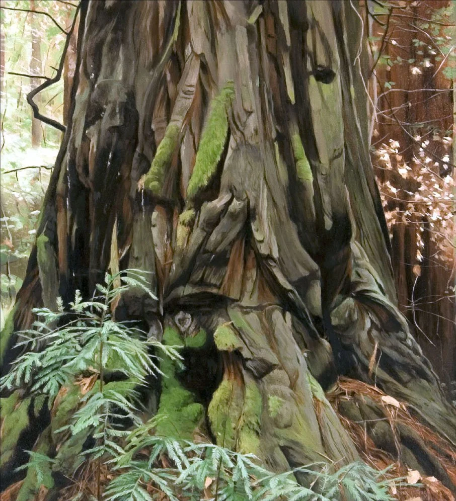 Close-up of the trunk of a large, old redwood tree with green moss and ferns growing at the base in a forest setting.