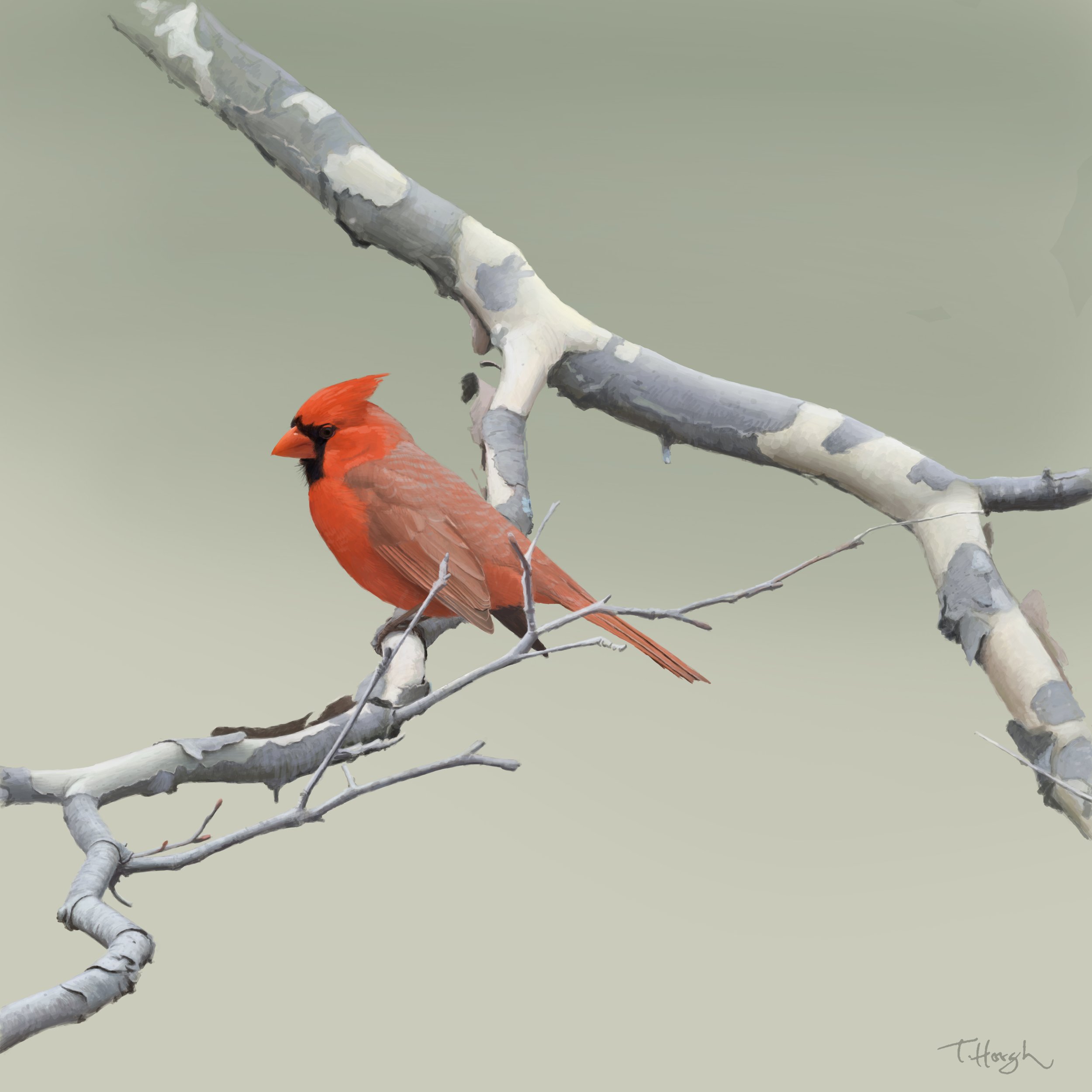 Cardinal