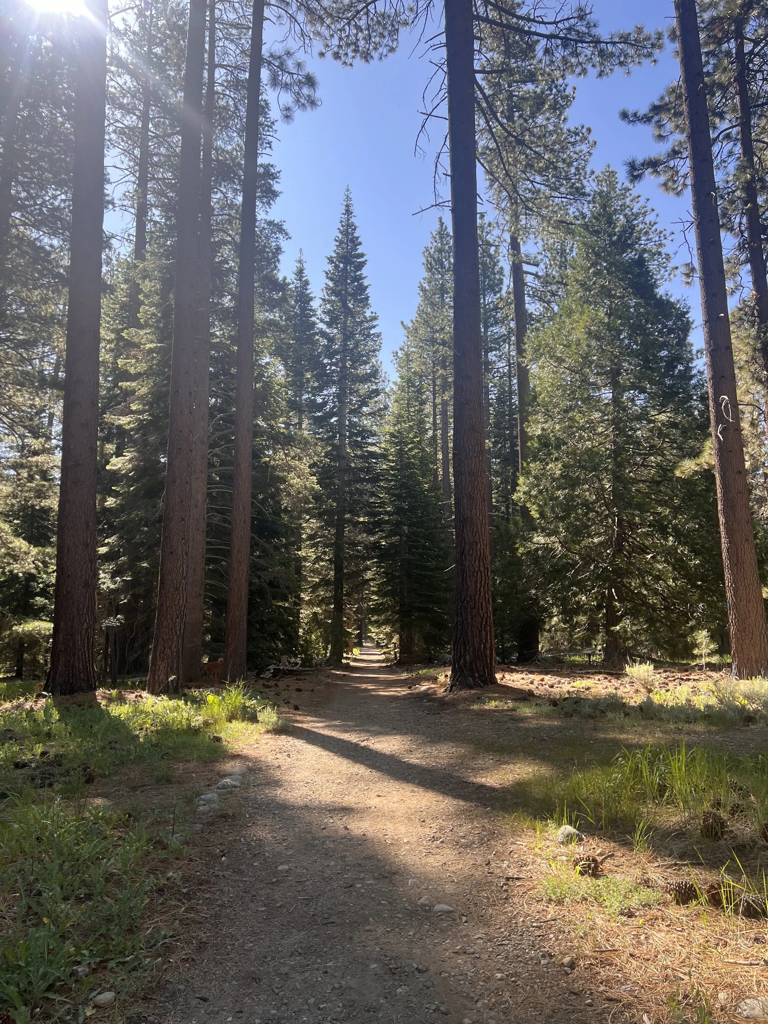 Spring wellness retreat in Lake Tahoe surrounded by pine trees and mountains