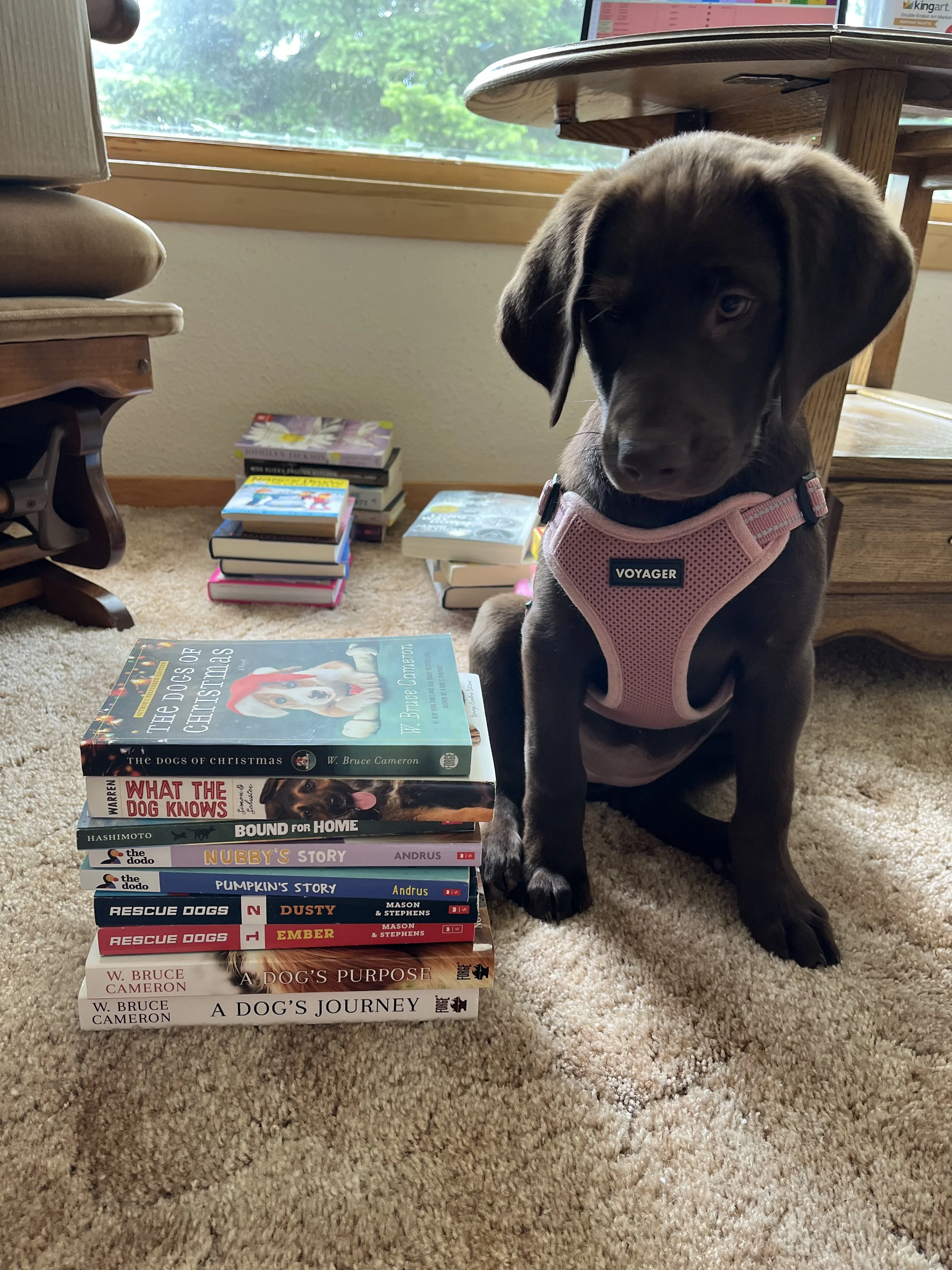 Preloved Books Bundle - Dog Lover Bundle