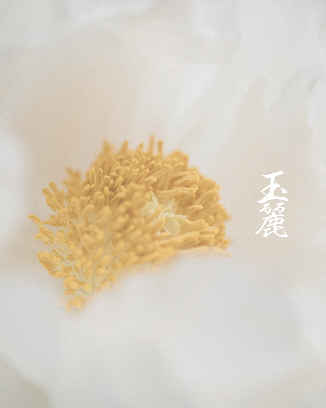 Close-up of a cream-colored peony flower's central stamen surrounded by soft white petals, with Japanese characters on the right side of the image.
