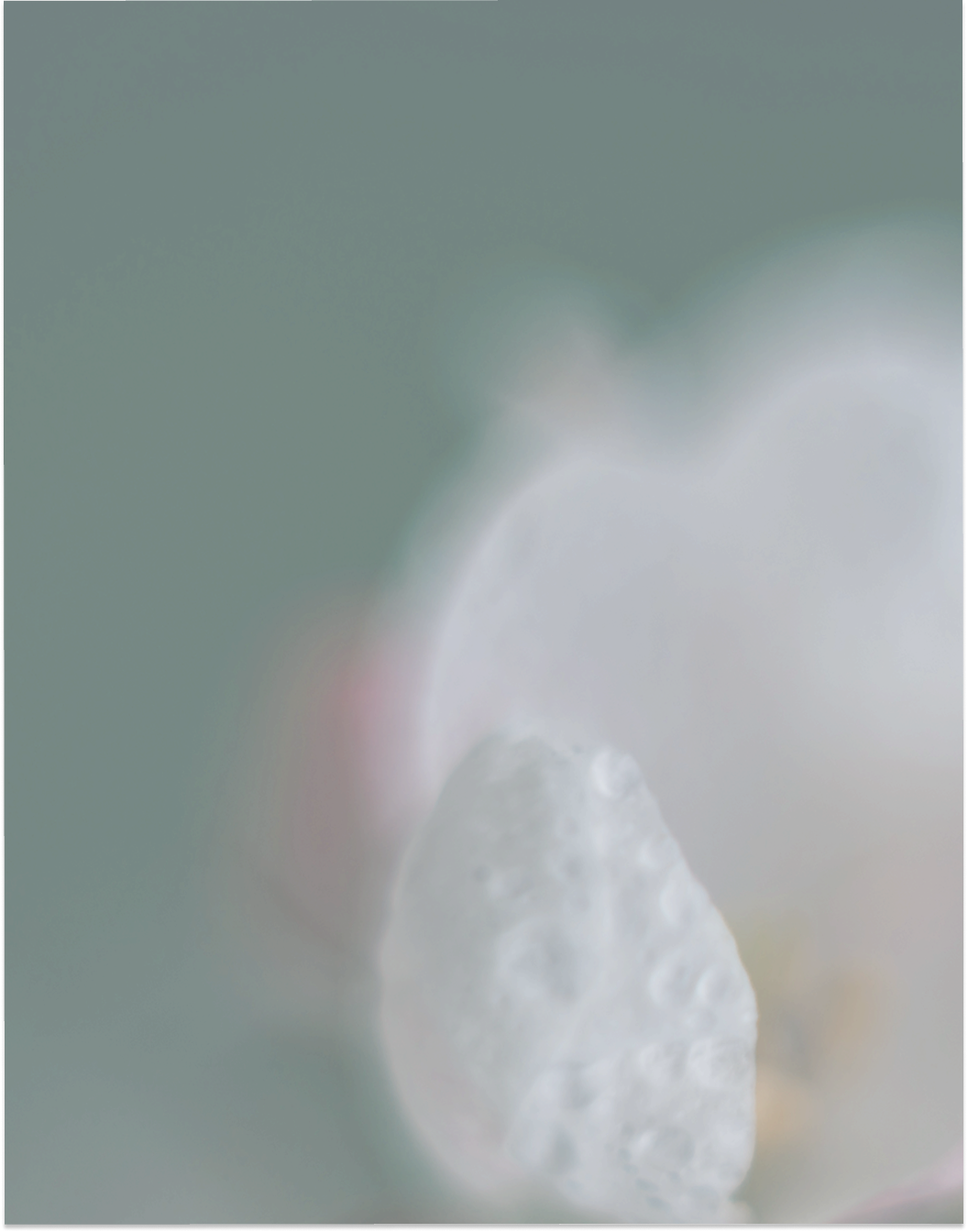 Close-up of a white heart-shaped object with a textured surface, possibly a flower petal or a mineral, against a blurred green background.