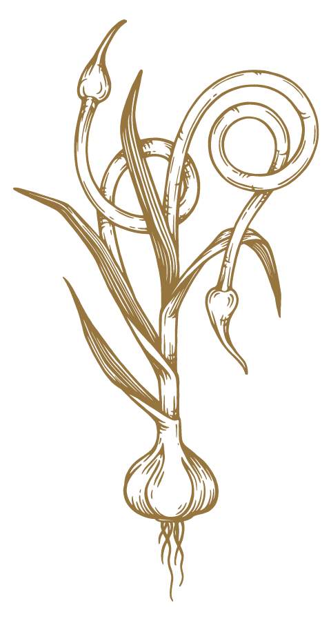 Illustration of a stylized, artistic plant with curling and spiky leaves on a black background.