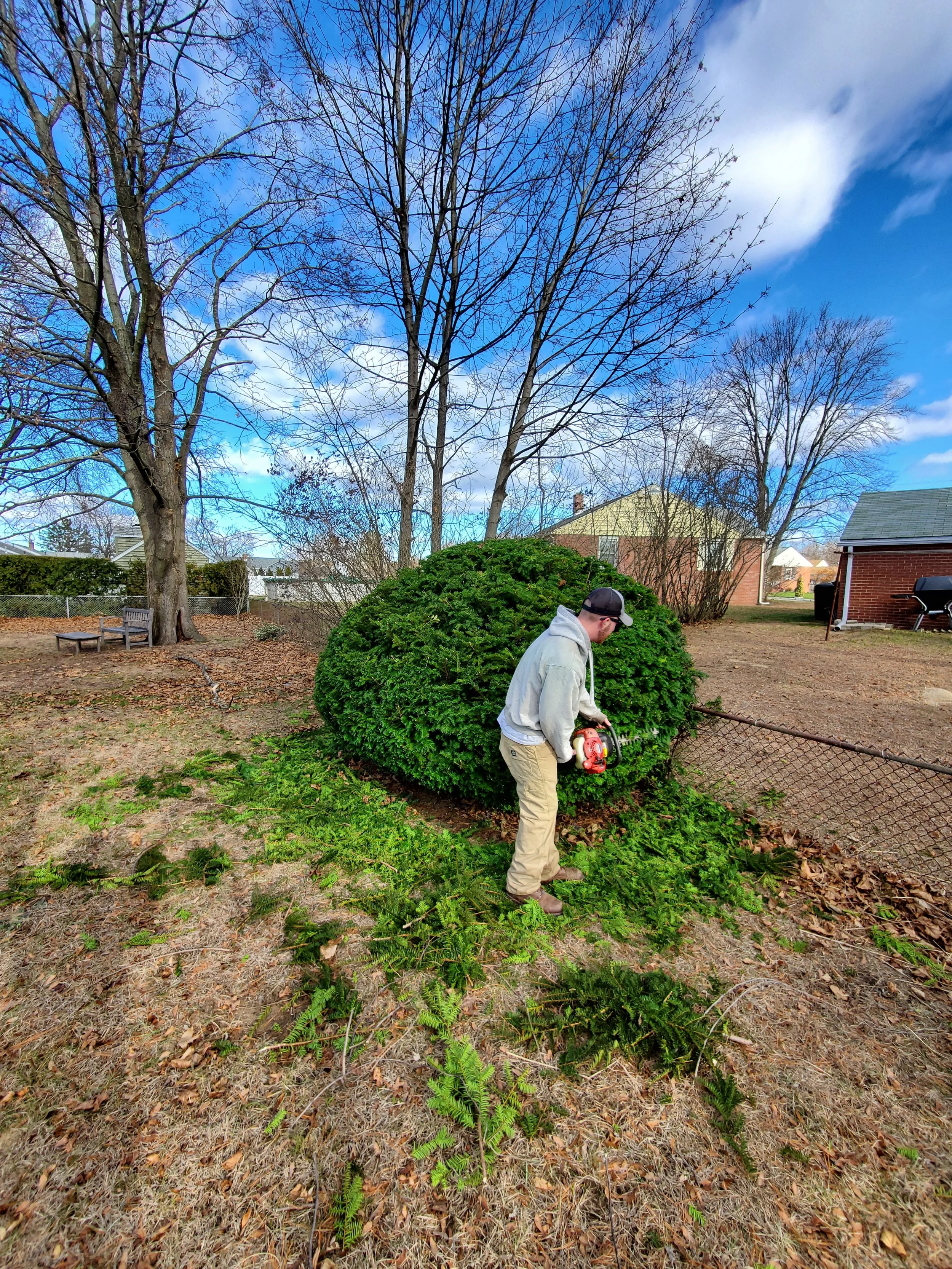 A man in a gray hoodie, tan pants, and a black cap trimming a large green bush with a red hedge trimmer in a backyard during the day. There are trees without leaves, a chain-link fence, and houses visible in the background.