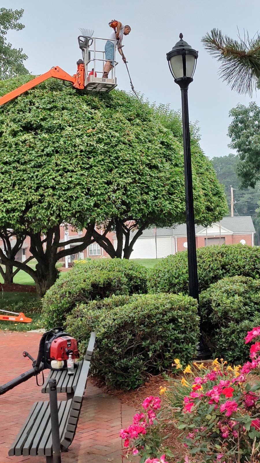 Lawn care worker in a lift bucket trimming a large hedge in a park, with a park bench, colorful flowers, a street lamp, and trimmed bushes and trees.