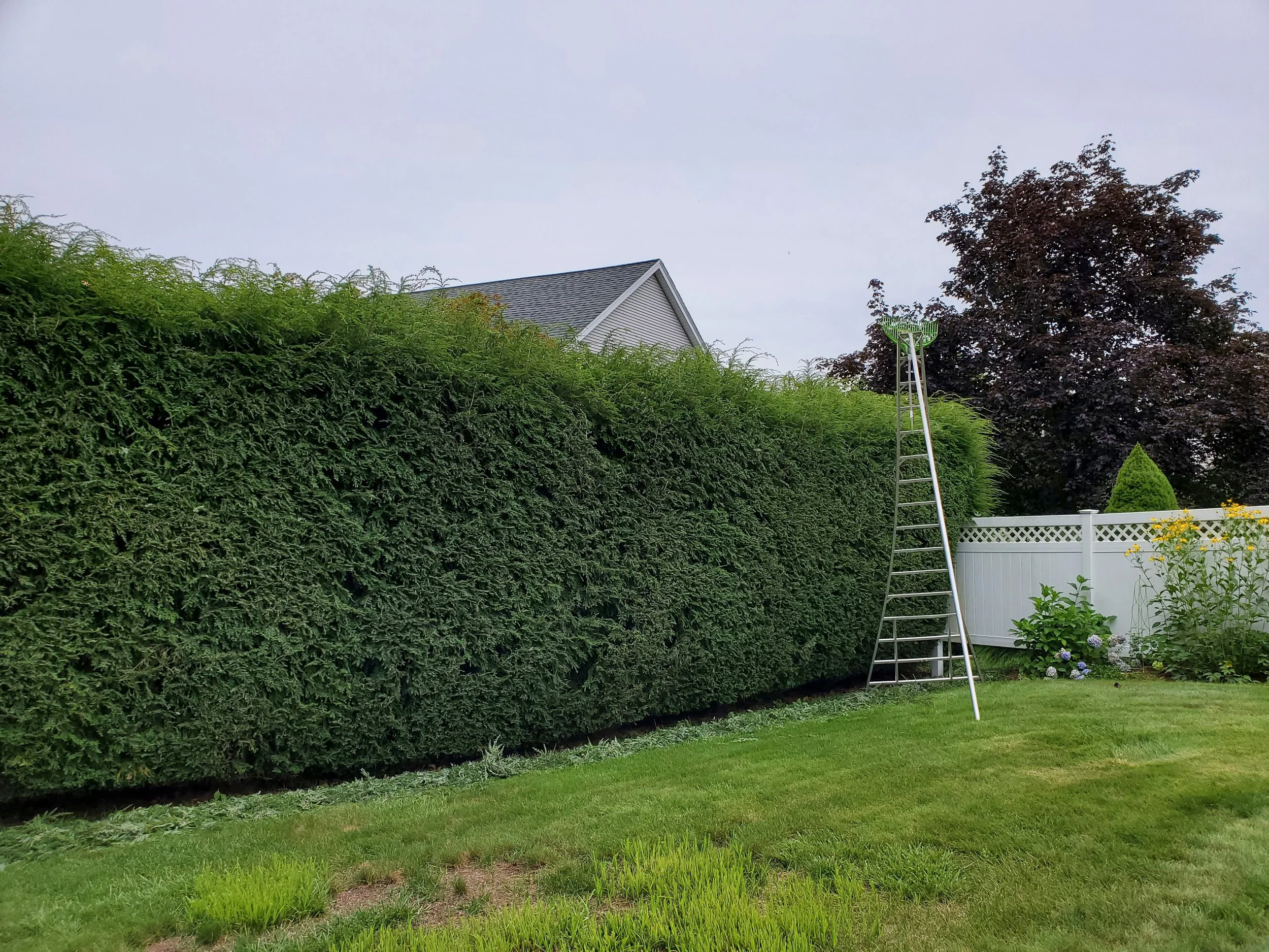 A backyard with a large green hedge, a metal ladder, a white fence, and some plants and flowers.