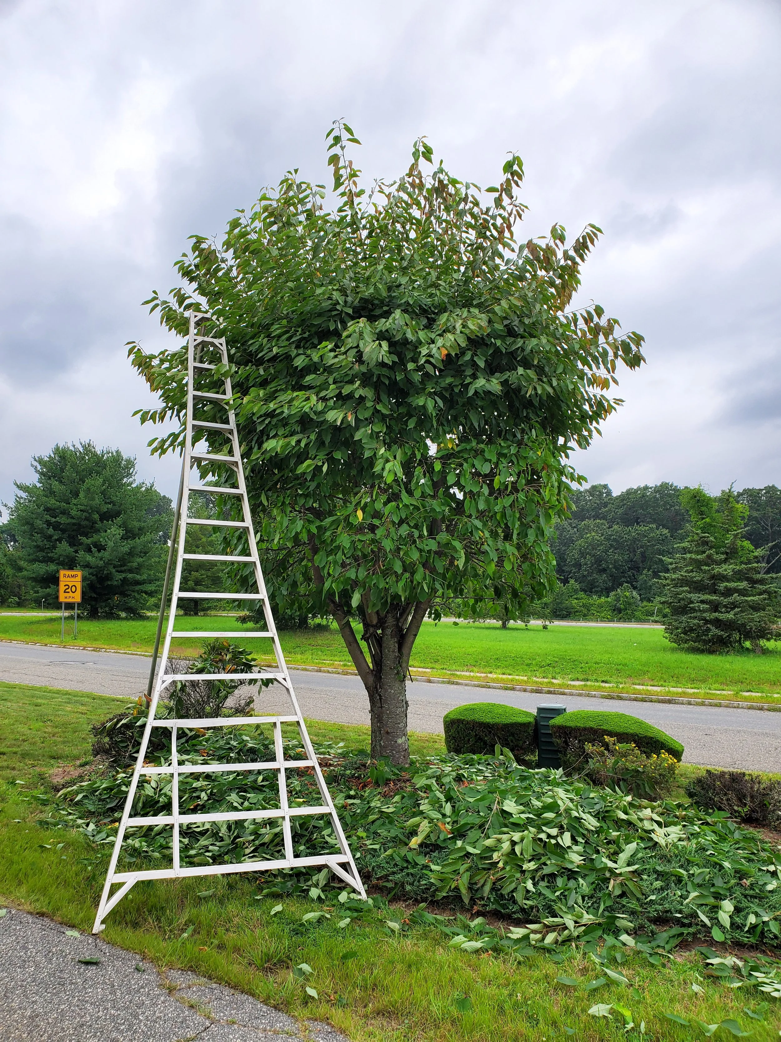 Tree pruned with a ladder leaning against it and fallen branches on the ground.