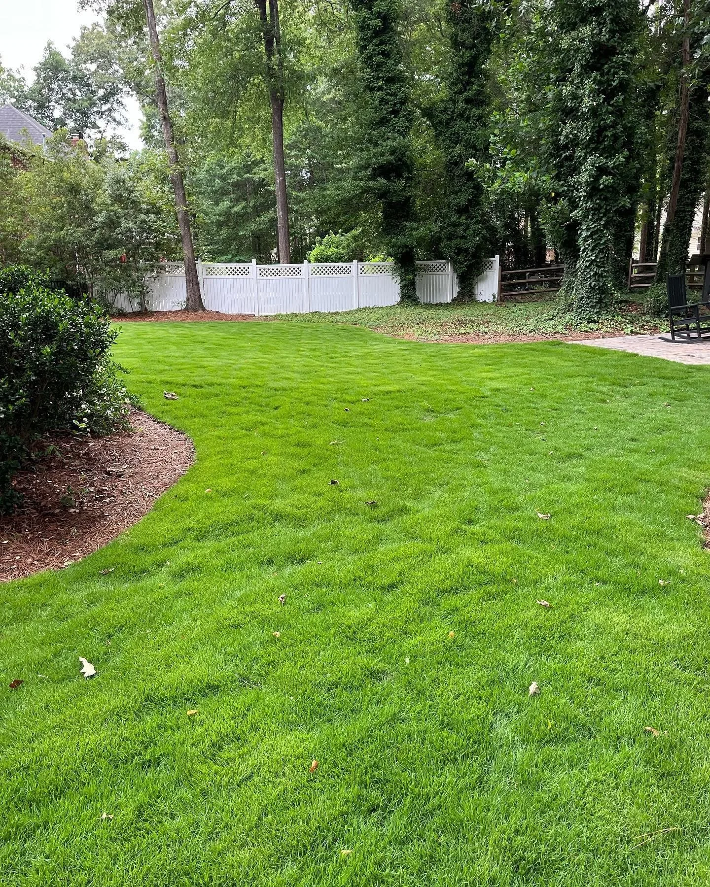 Dense zoysia grass lawn with trees