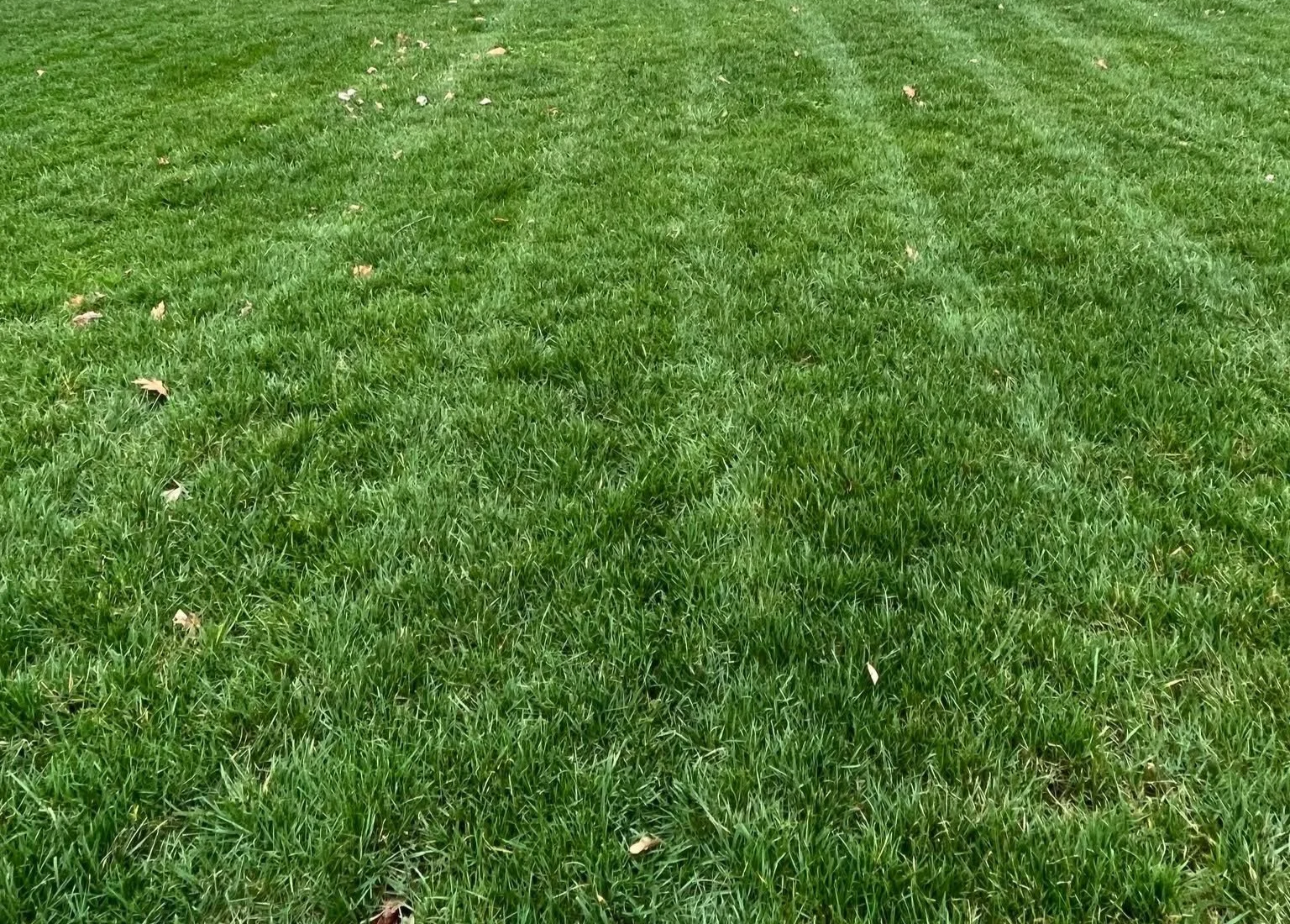 Picking the Right Grass for Your Lawn in the Carolinas
