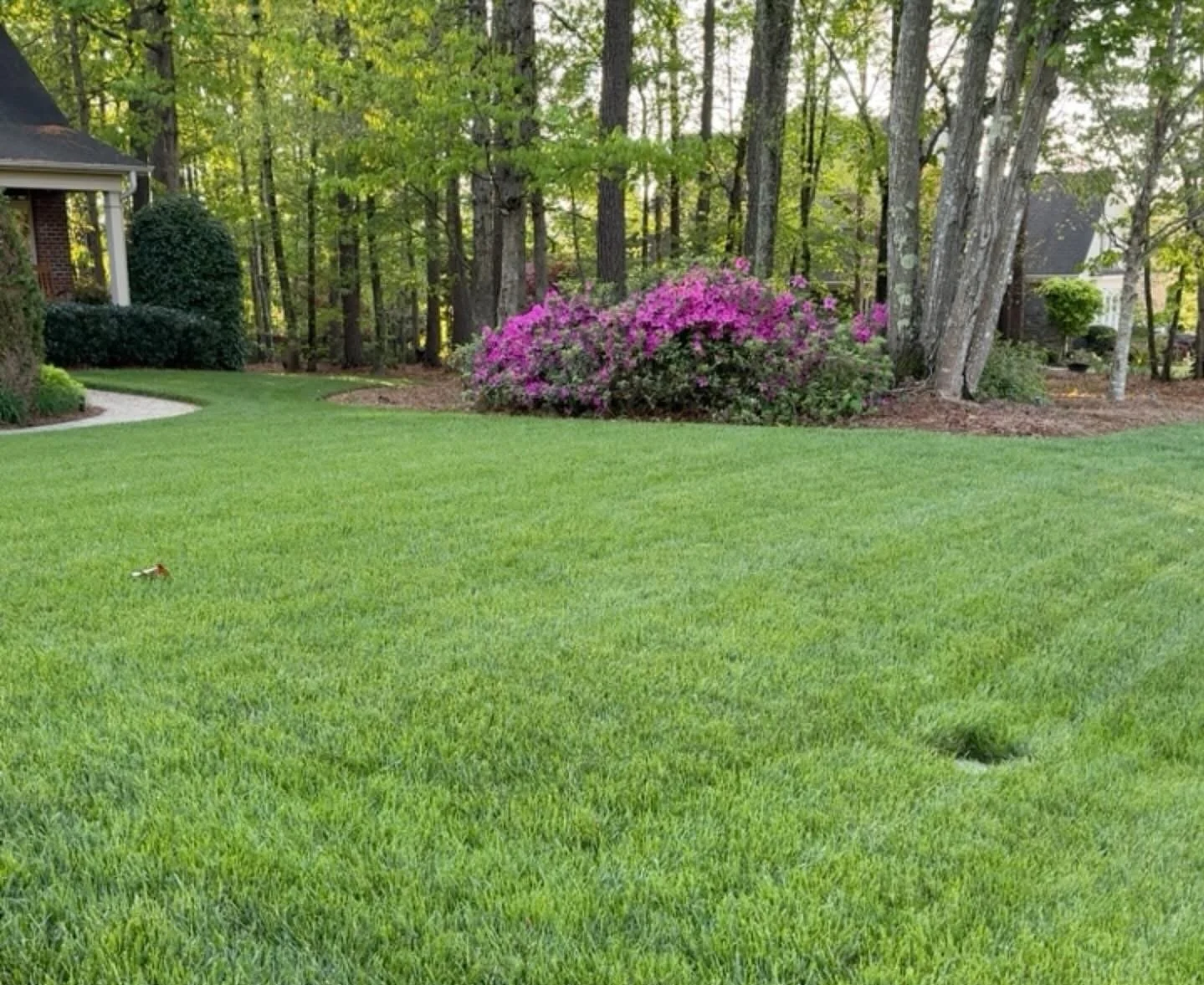 Healthy green grass yard with purple rhododendron bush 