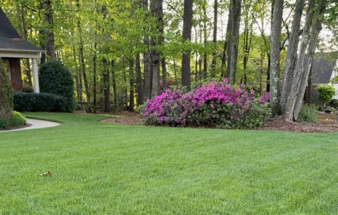 Dense green lawn with purple rhododendron and trees