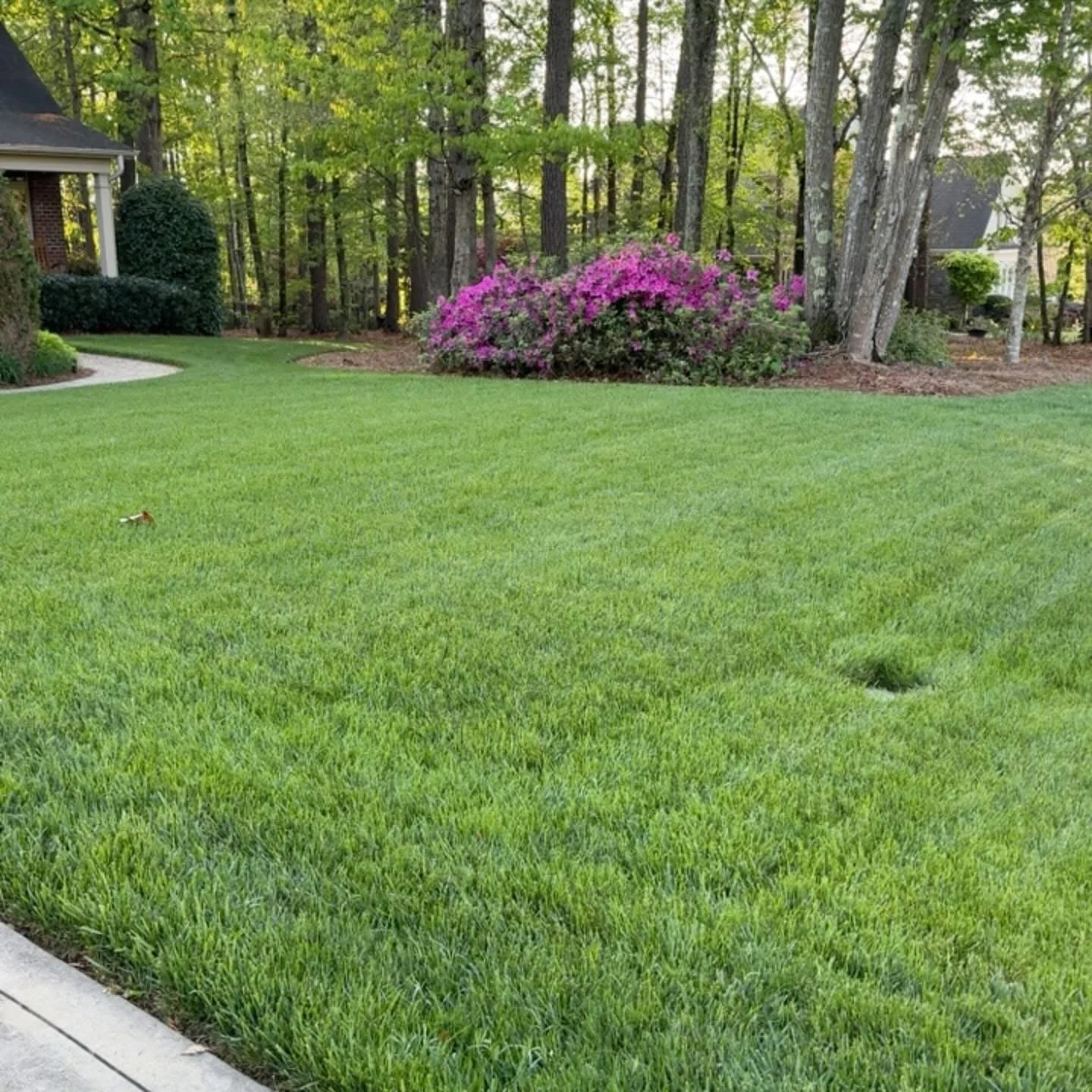 Thick and healthy green grass lawn with purple rhododendron 