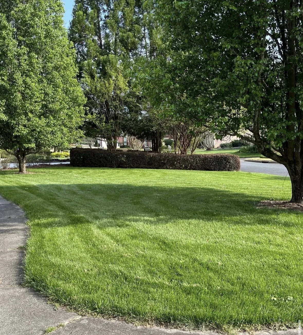 Healthy green grass lawn with trimmed shrubs and trees