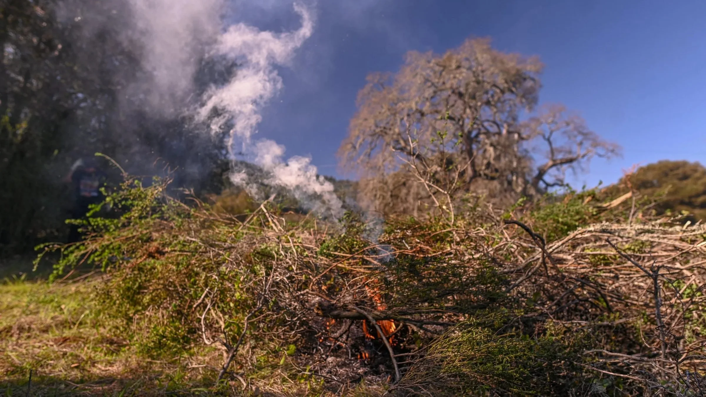 Smoke from a cultural burn drifts over oak woodland and brush piles at 'Ootchamin 'Ooyakma (Jasper Ridge)