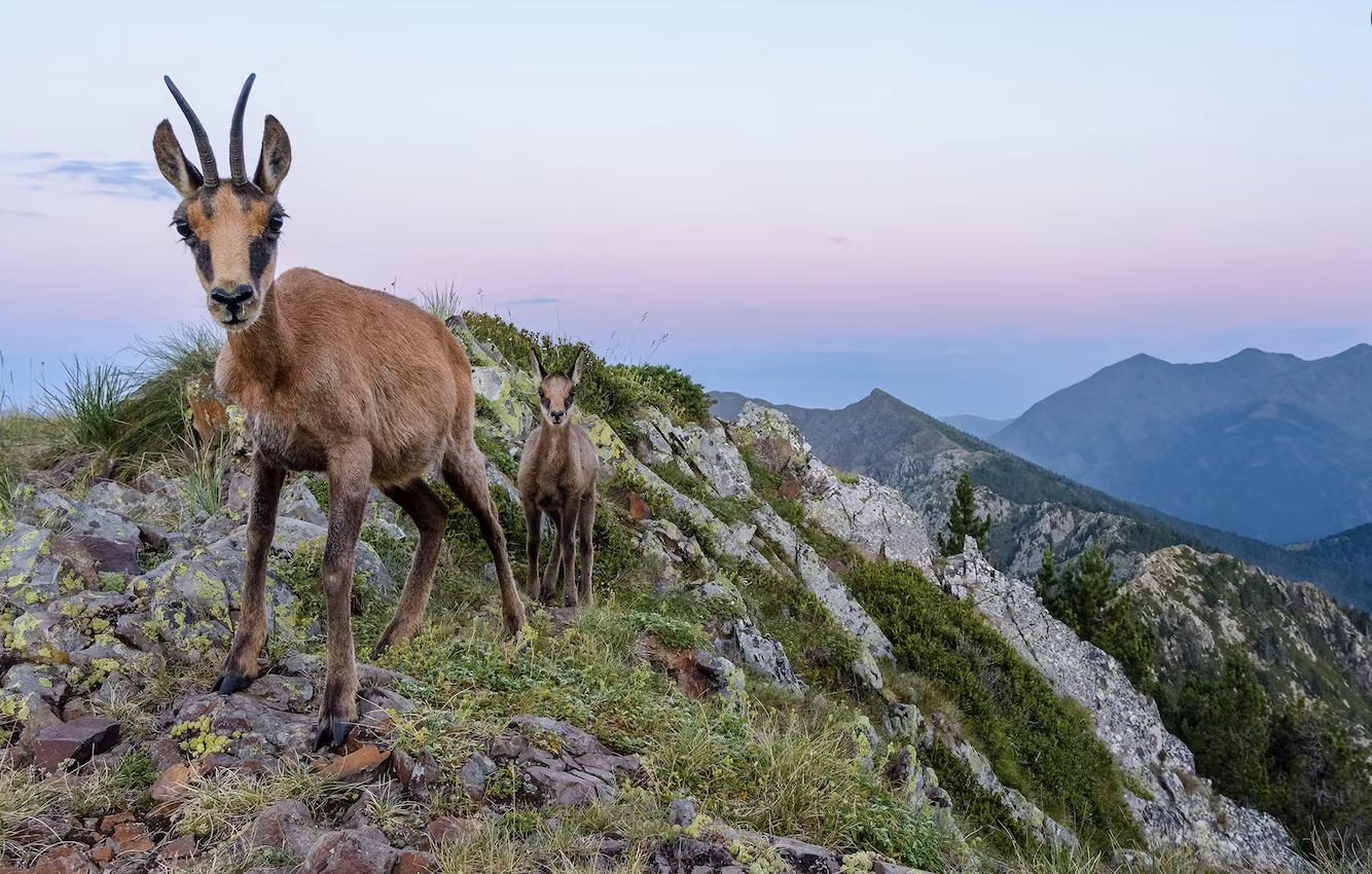 Chamois in Andorra. Photo by Jaime Rojo