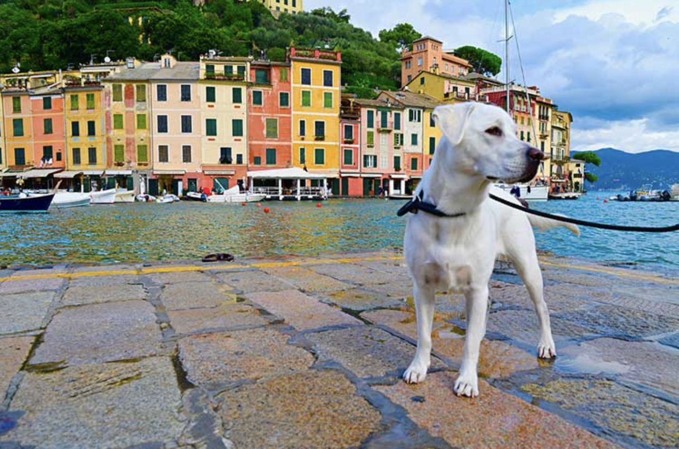 Leashed dog in front of coastal village