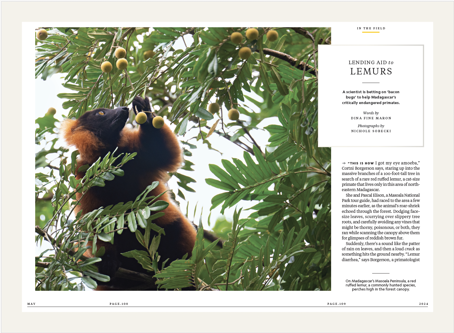 National Geographic's story about helping lemurs with bacon bugs