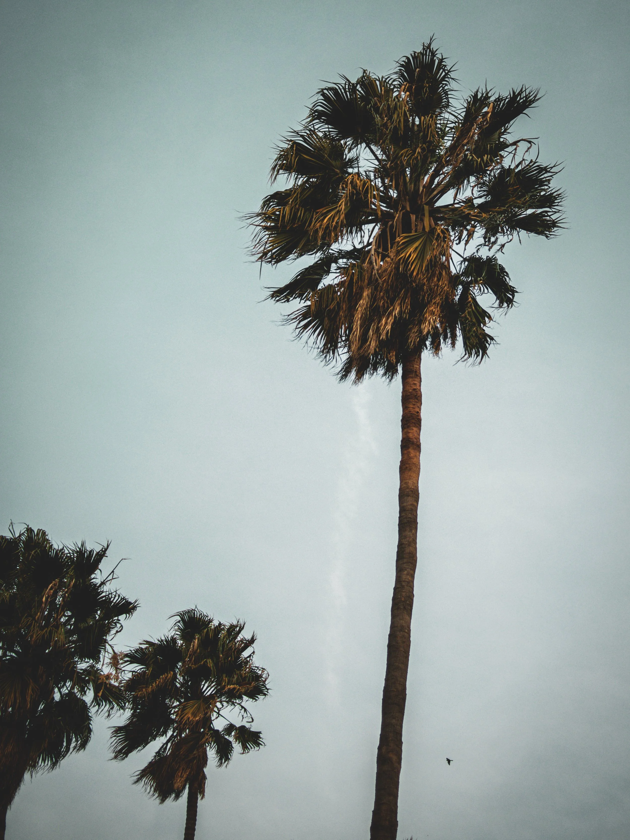 City Palm - Los Angeles, CA