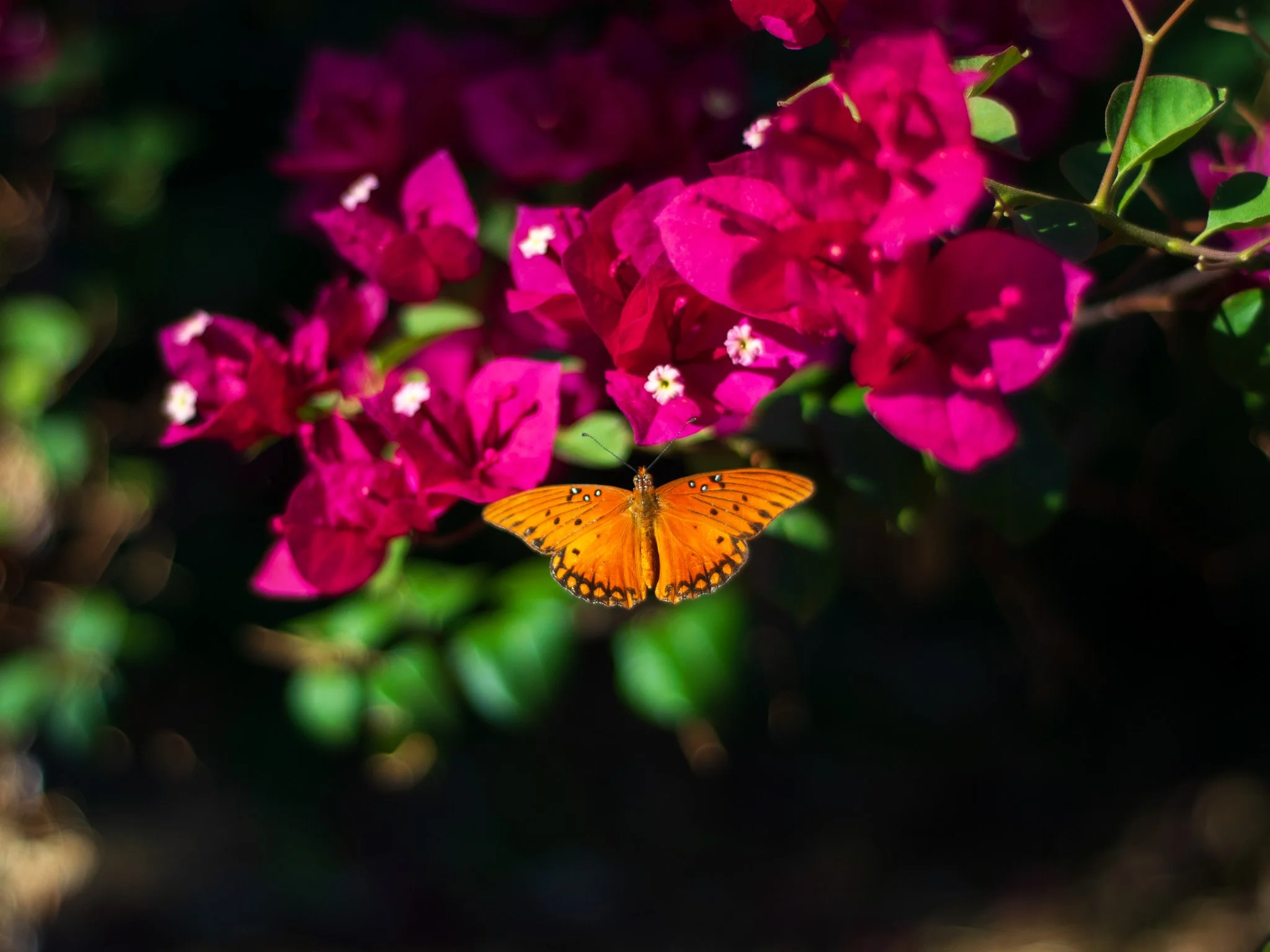 DSC_2400.jpg