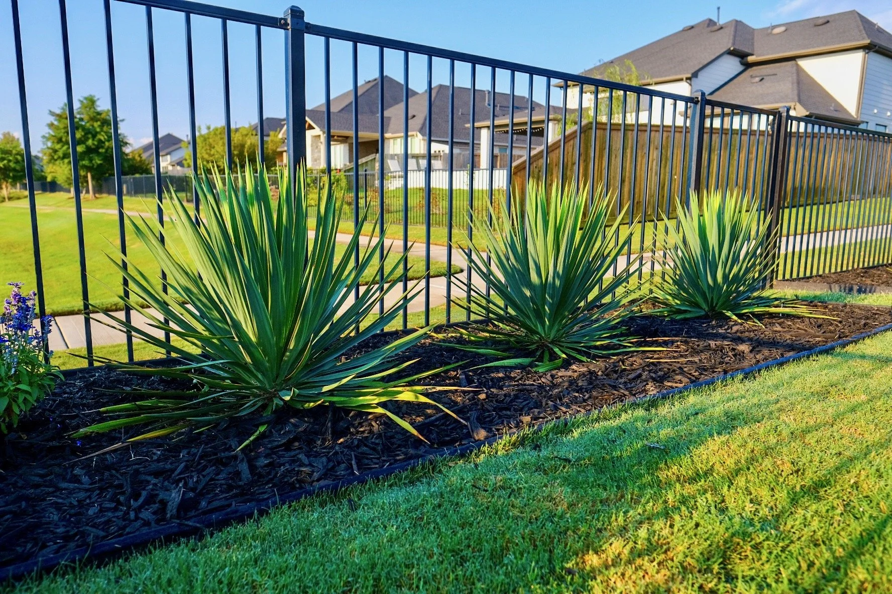 Front yard landscaping with desert plants, a black metal fence, a sidewalk, green grass, and houses in the background under a clear blue sky.