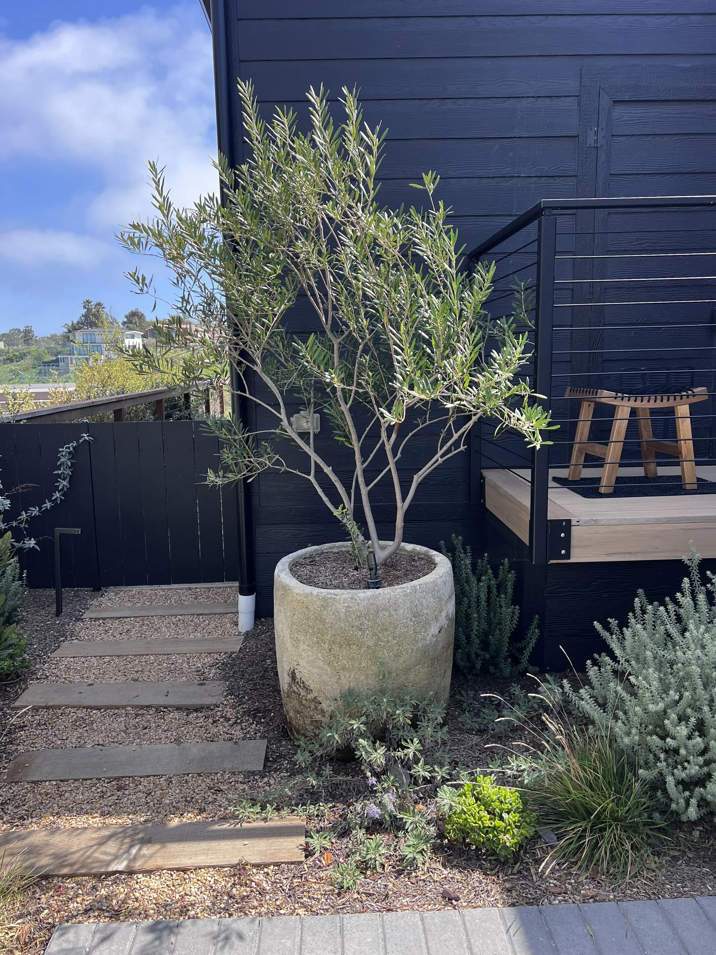 A potted tree with green leaves on a small outdoor patio with stone tile and landscaping, adjacent to a black wooden house with a small deck and a wooden stool, under a blue sky.