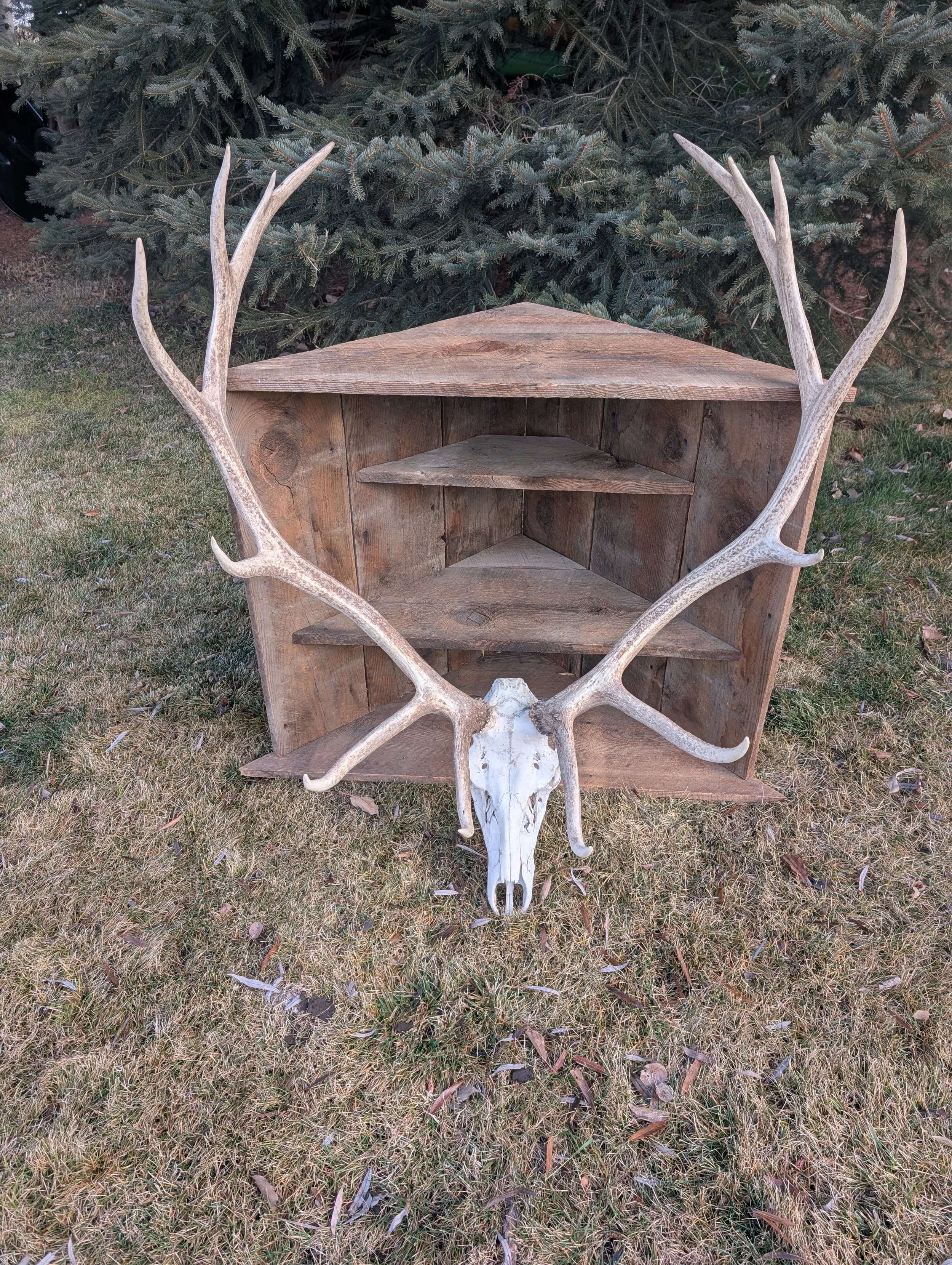 European Elk Mounts (10 Available)