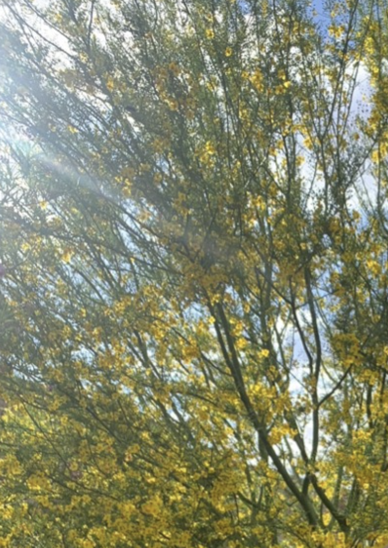 Blooming palo verde tree with bright yellow flowers.