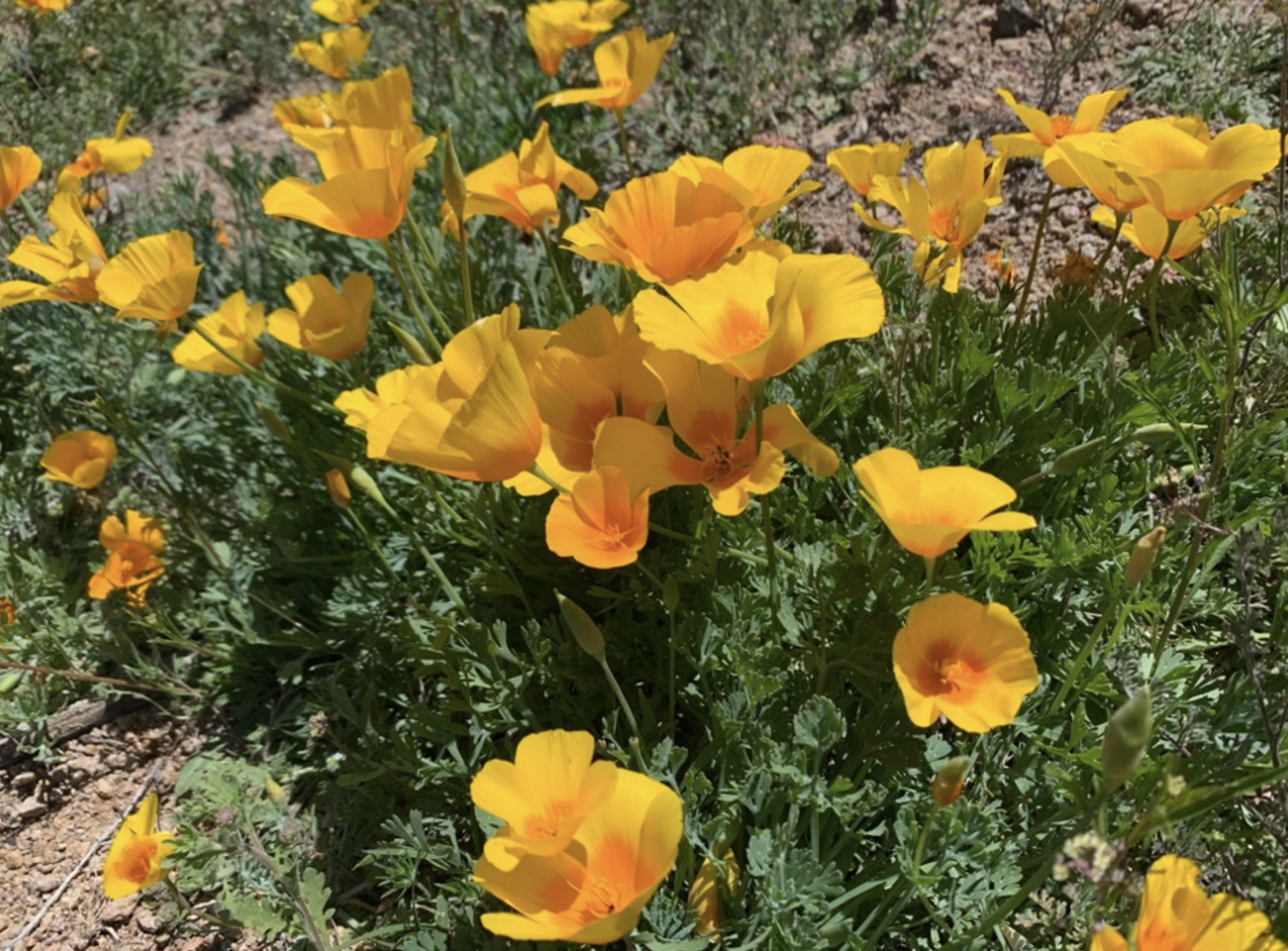 Orange poppies blooming in a desert landscape.