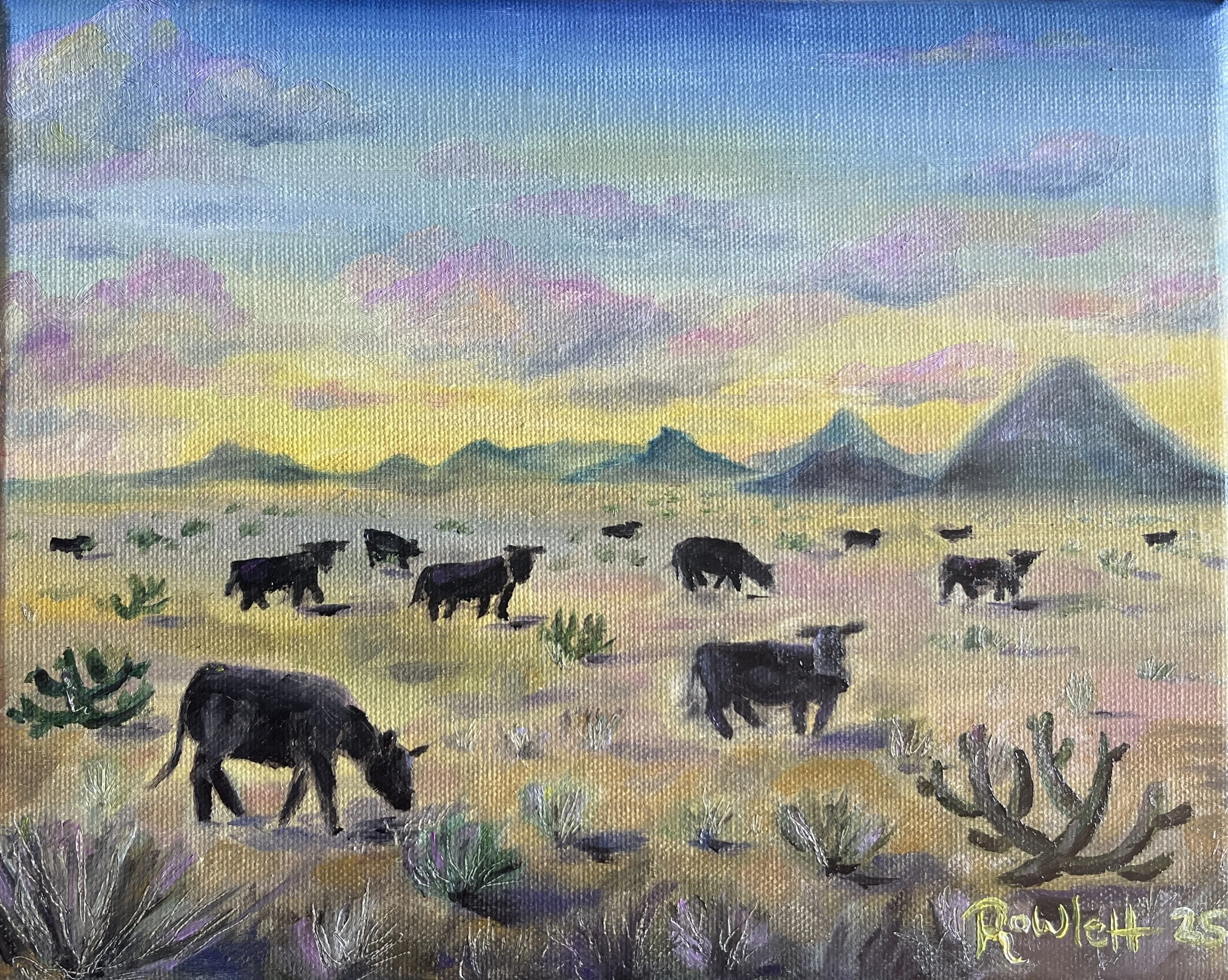 Cows at Vargas Ct, 2025