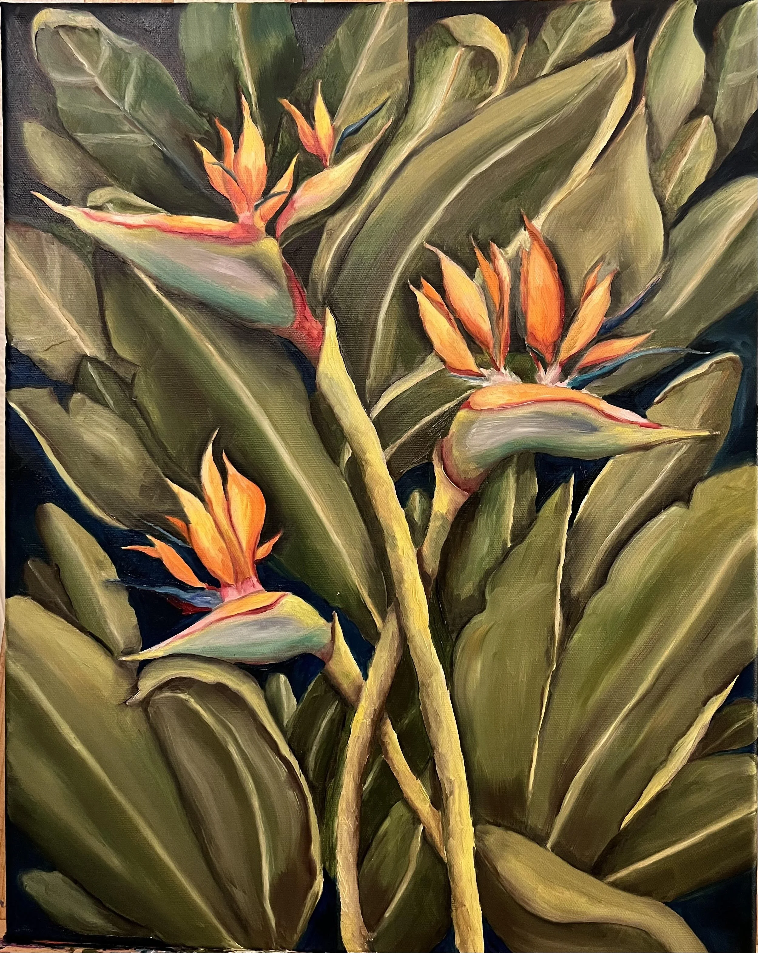 Bird of Paradise, 2022