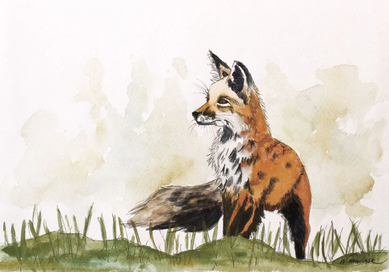 Todd is a fox watercolor art print capturing a watchful fox emerging from tall grass. Expressive line and a restrained palette create a quiet study of intelligence, grace, and contemplation for wall art and décor.