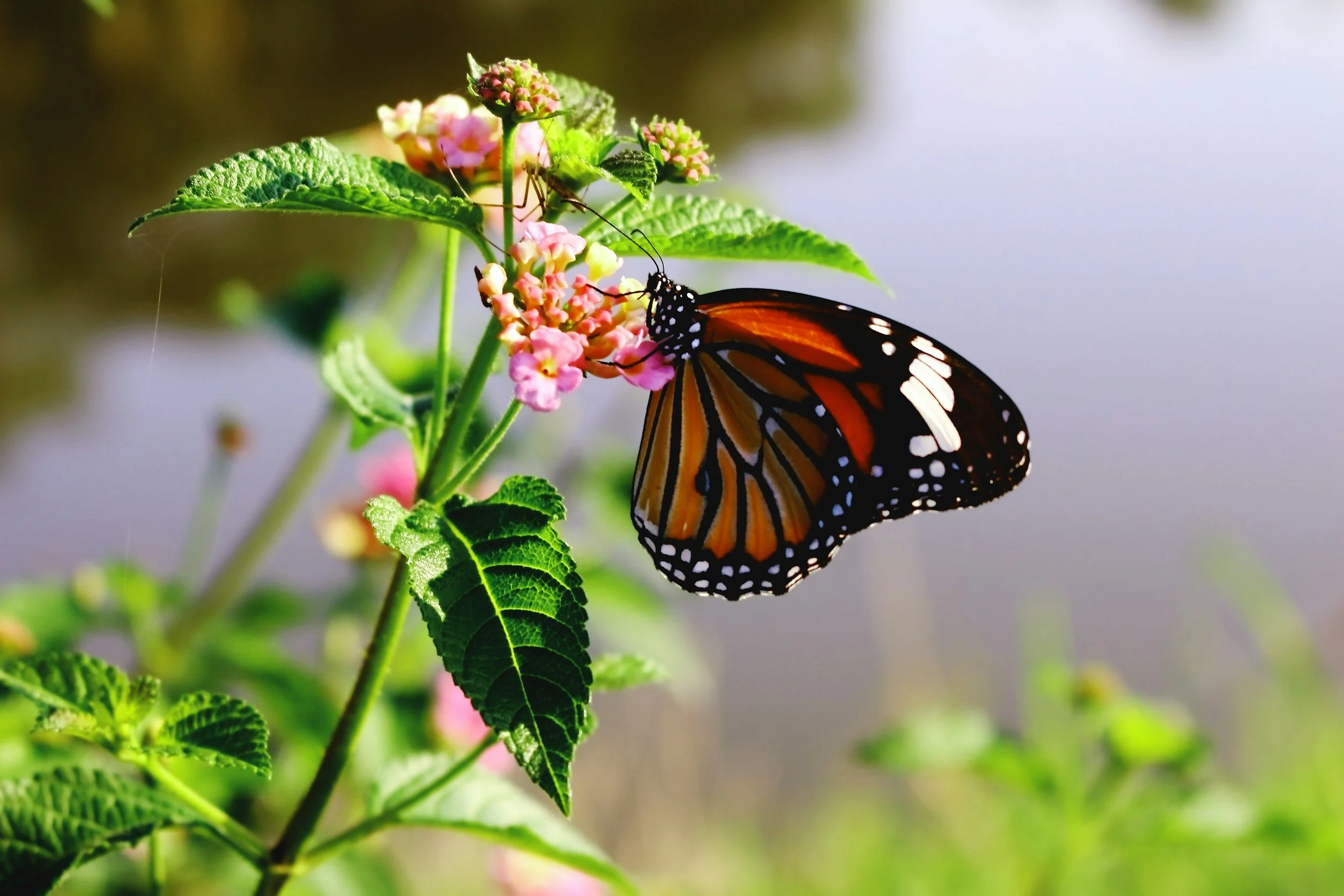 Biodiversity: Why It Matters More Than You Realize