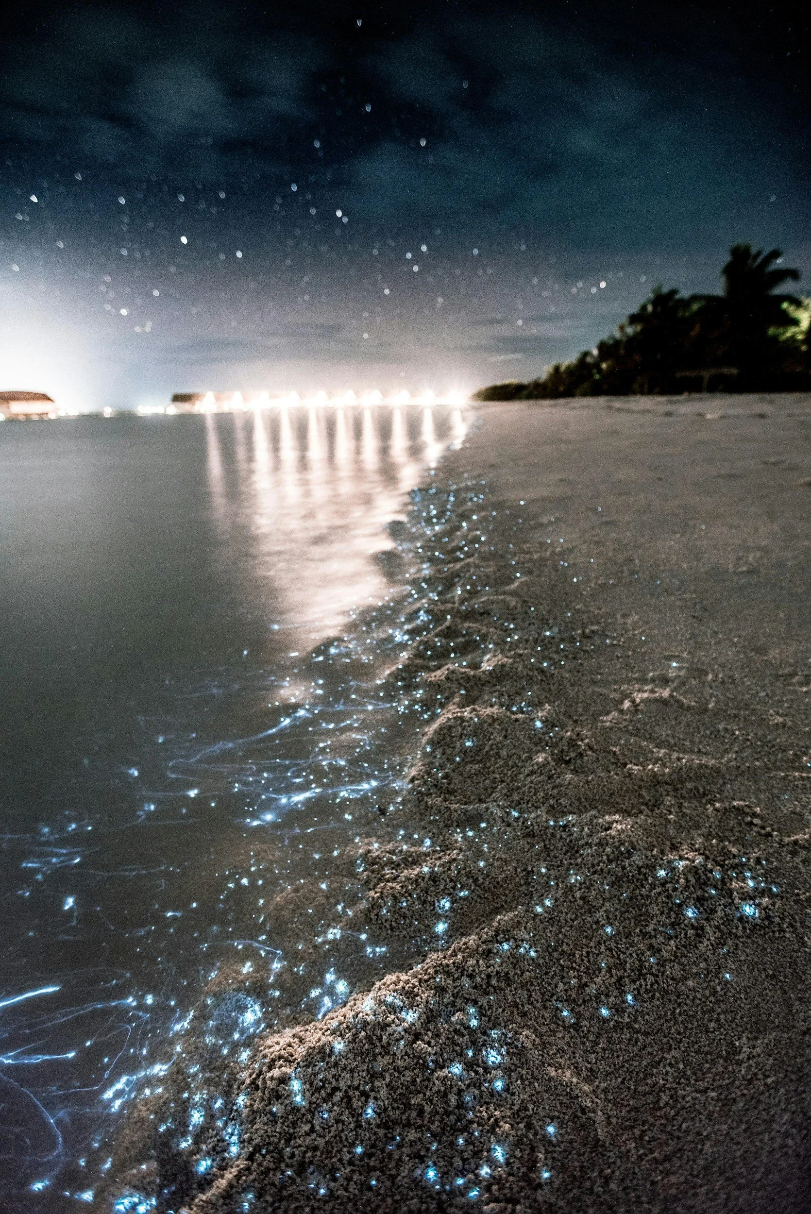 The Ocean's Smallest Heroes