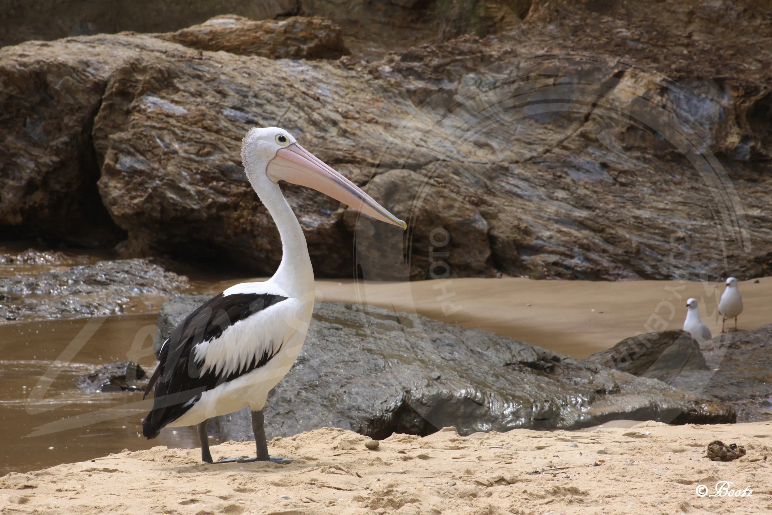 Pelicans Shelly Beach 2016.jpg