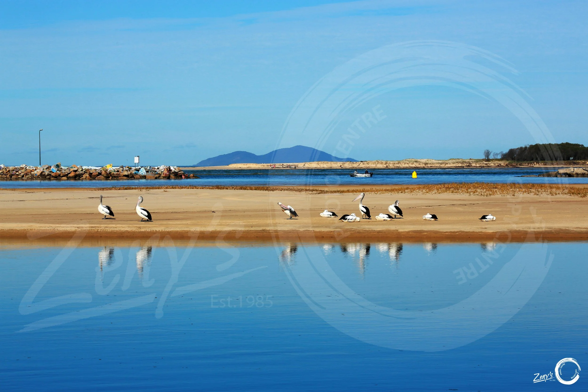 Nambucca Pelicans.jpg