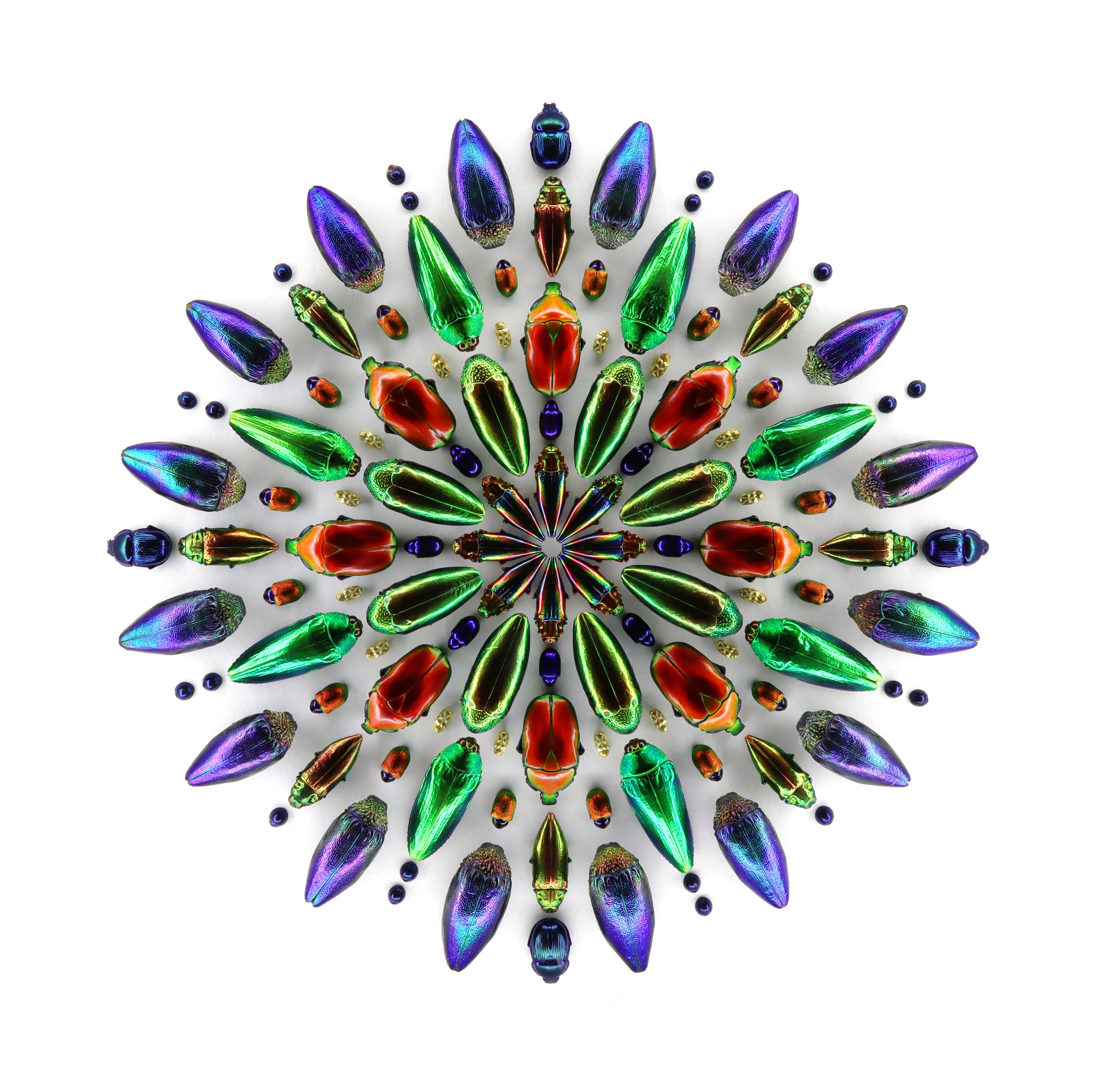 A kaleidoscopic mandala made of various sizes and colors of jewel beetles.