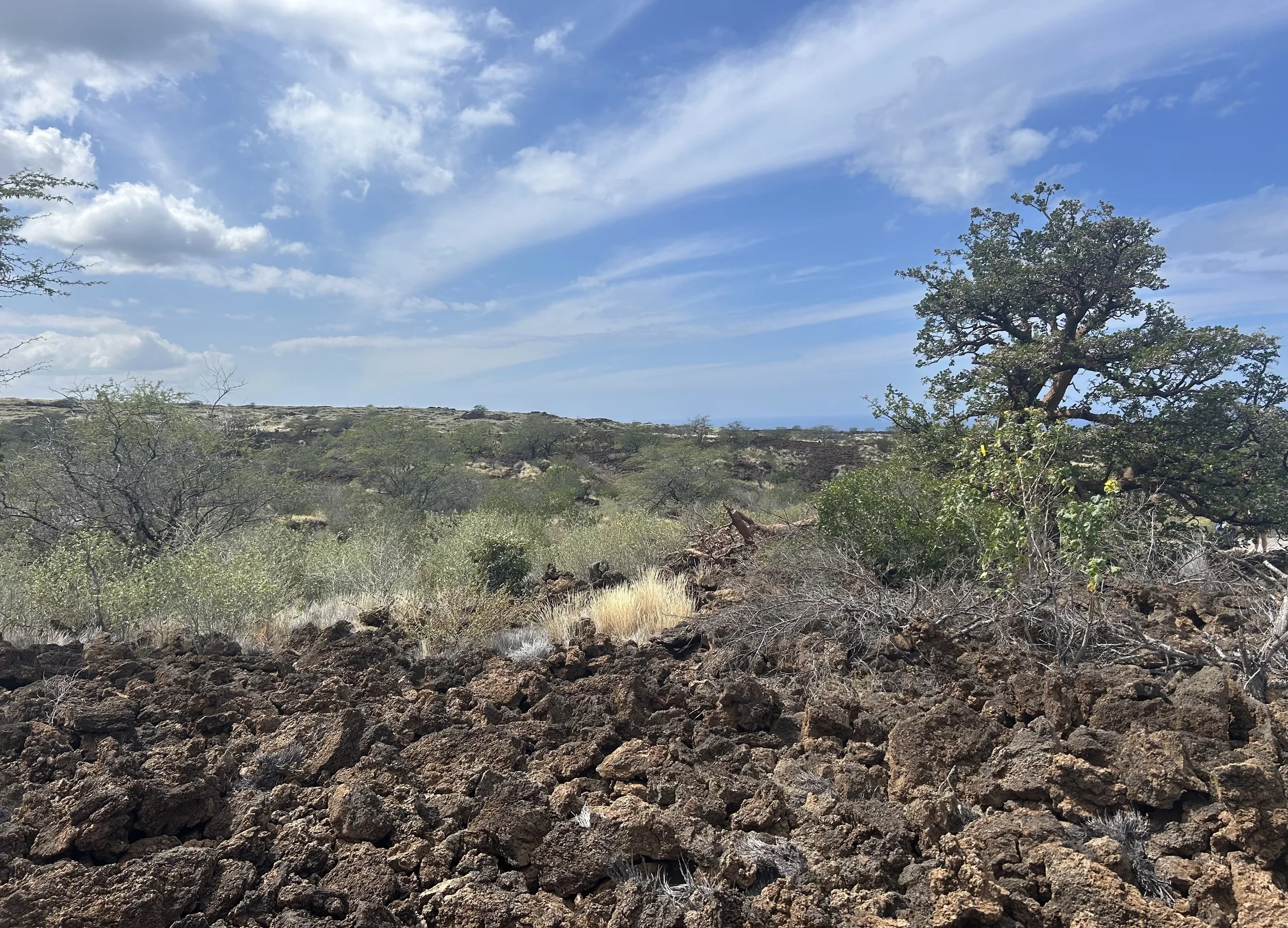 A landscape with a blue sky filled with clouds, sparse vegetation, and a large solitary tree on the right, with rocky terrain in the foreground.