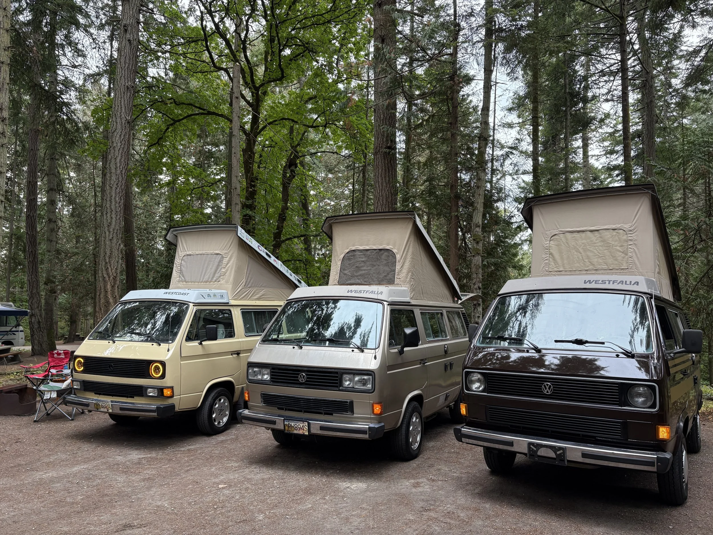 Three Volkswagen camper vans with pop-up roofs parked in a wooded area, with camping chairs nearby.